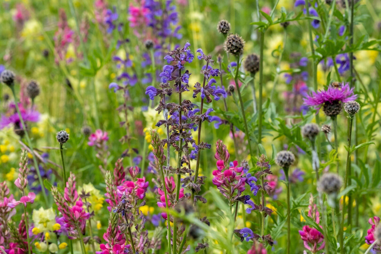 Eine lebendige Wildblumenwiese mit blühenden violetten, rosa und gelben Blumen, gemischt mit grünen Gräsern und einigen braunen Samenköpfen, die ein farbenfrohes, natürliches Bild ergeben.