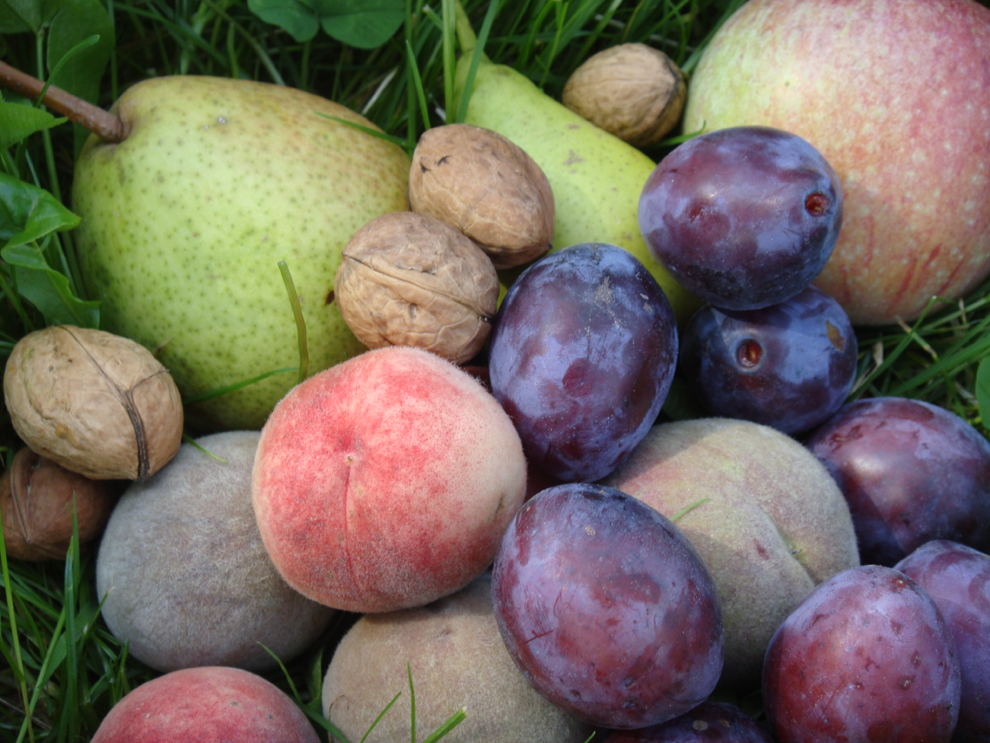 Verschiedene frische Früchte wie Birnen, Pfirsiche, Pflaumen und Walnüsse liegen auf grünem Gras.