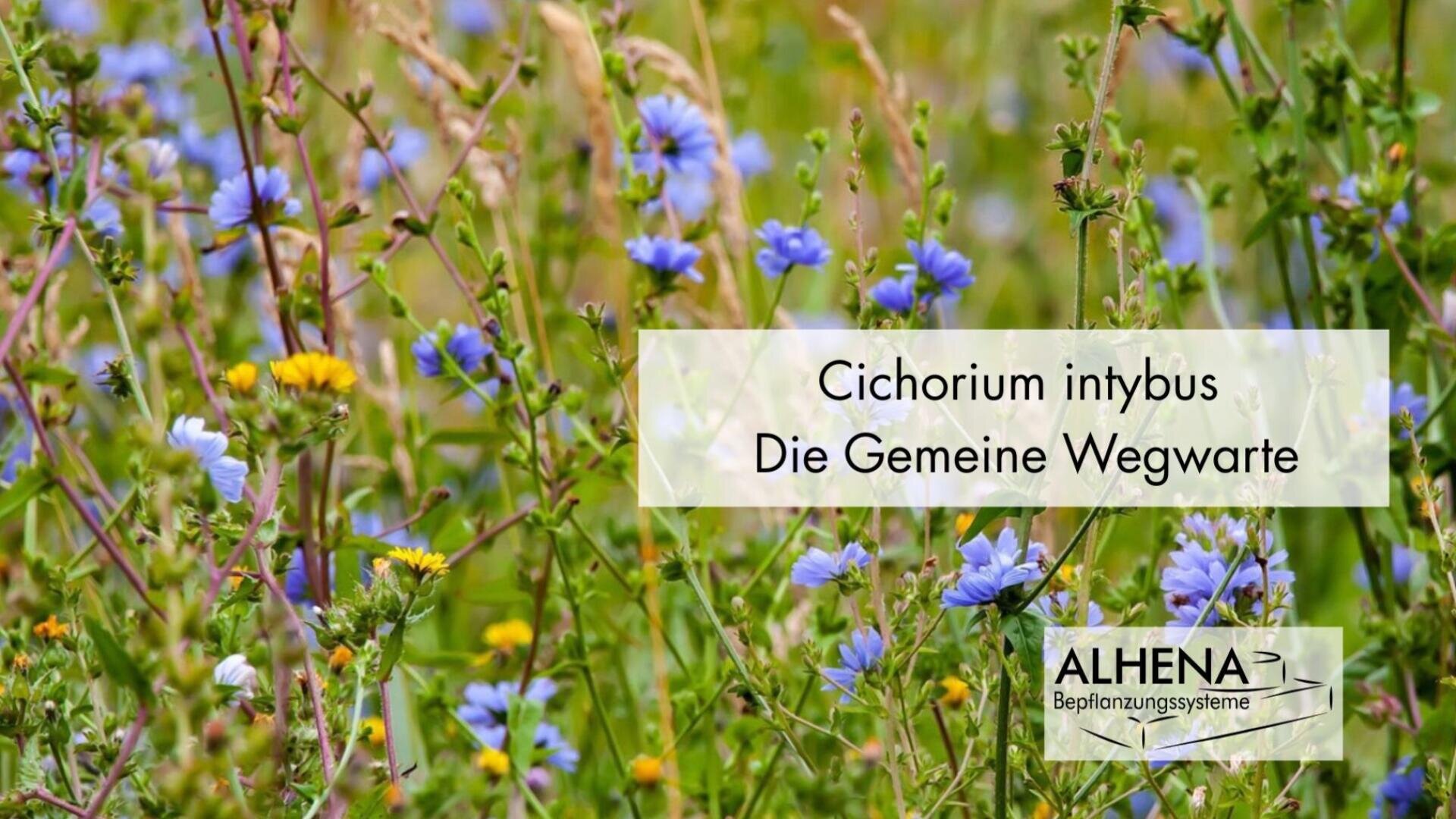 Nahaufnahme einer Wildblumenwiese mit vielen blauen Blüten von Cichorium intybus (Gewöhnliche Zichorie). Der überlagerte Text enthält die wissenschaftlichen und deutschen Namen der Pflanzen sowie das Logo von ALHENA Bepflanzungssysteme.