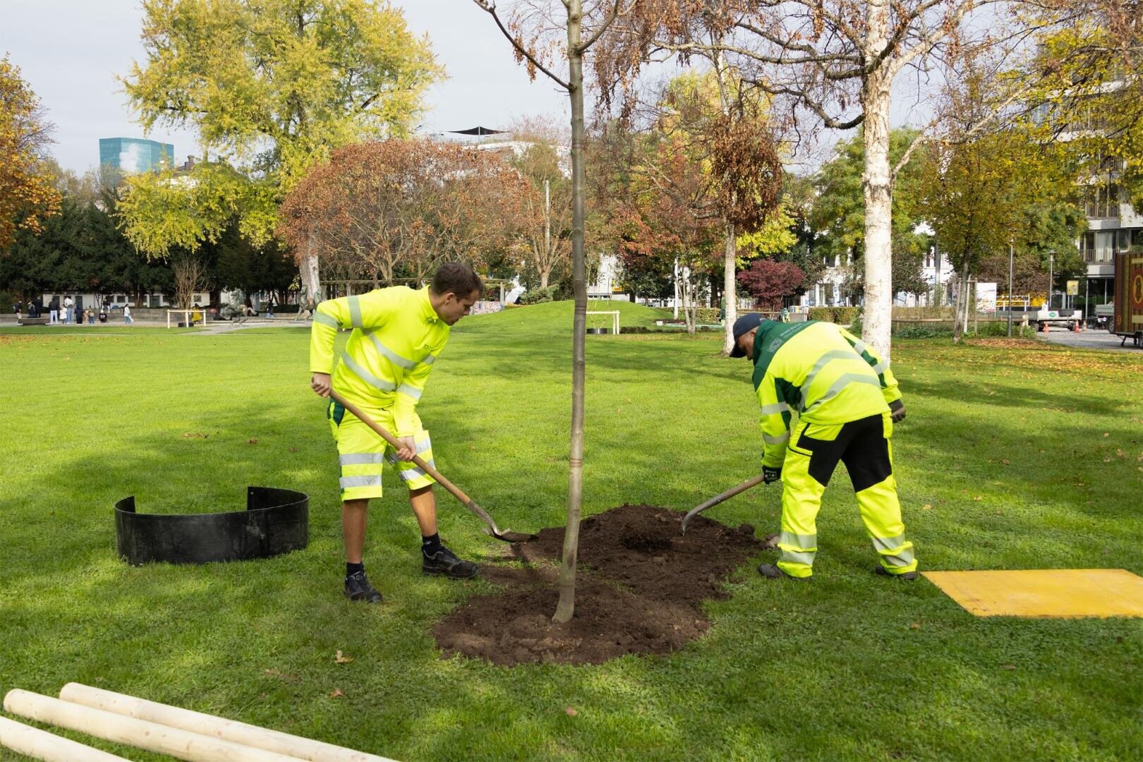 Zwei Arbeiter in Warnkleidung pflanzen mit Schaufeln einen jungen Baum in einem grasbewachsenen Park, umgeben von Herbstbäumen und Gebäuden im Hintergrund.