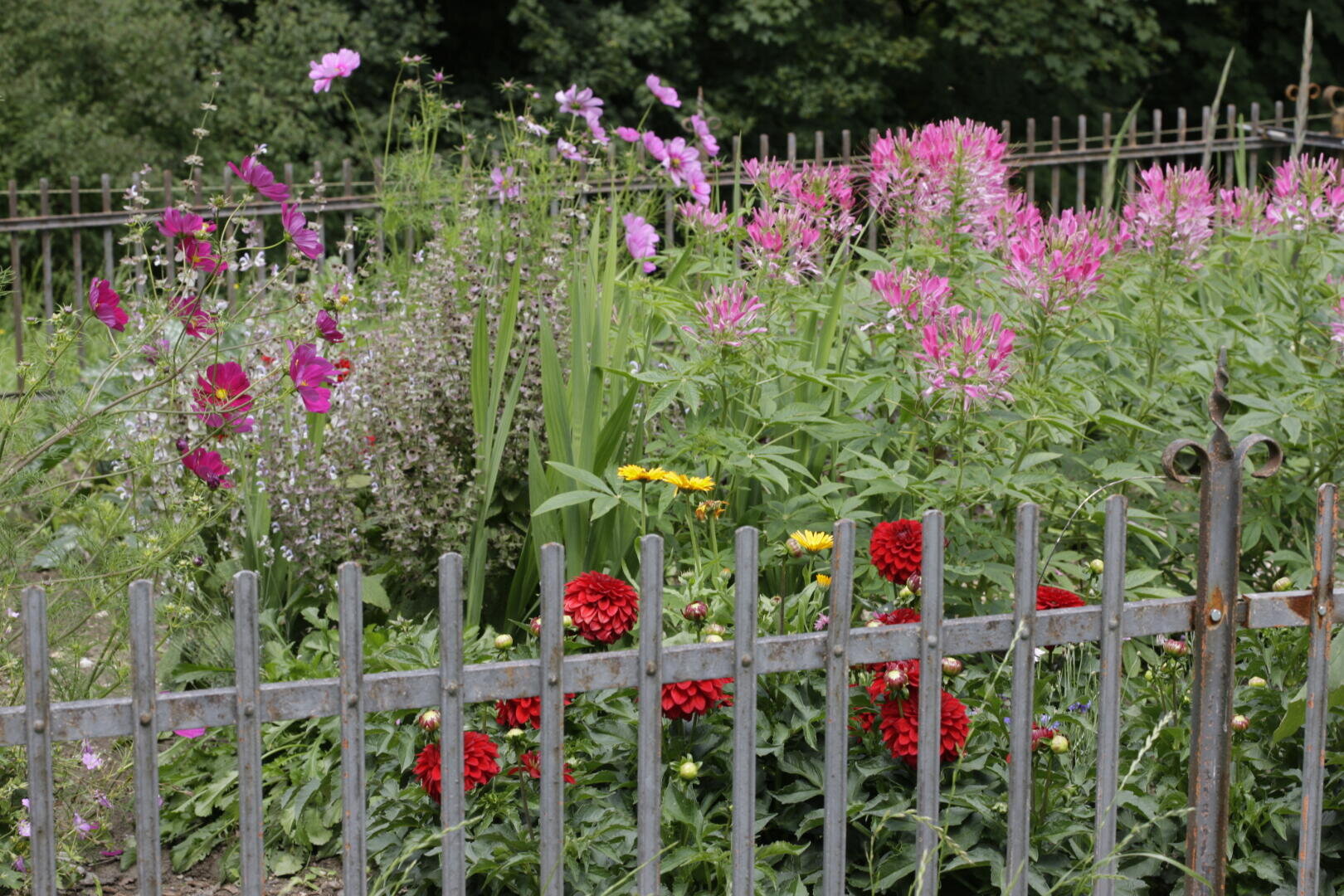 Ein Garten mit einem Metallzaun im Vordergrund, mit roten, gelben und rosafarbenen Blumenbüscheln und grünem Laub, sowie Bäumen im Hintergrund.