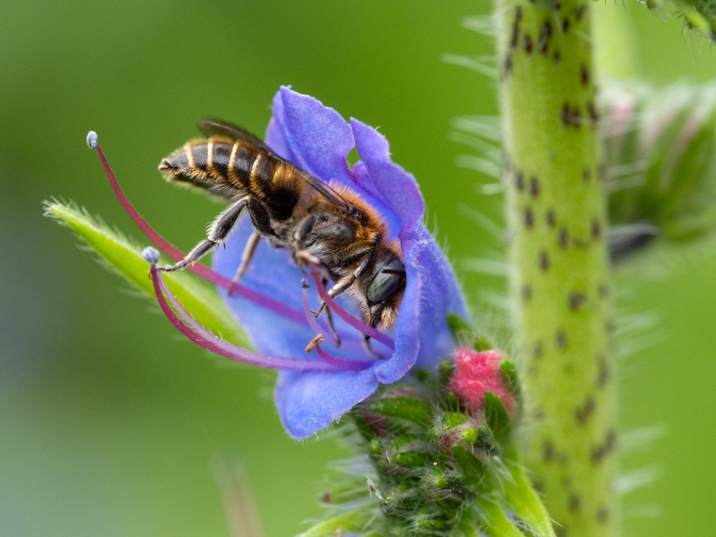 Eine Nahaufnahme einer Biene, die Nektar in einer lila Blüte sammelt. Der Körper der Biene schmiegt sich zwischen die zarten Blütenblätter und Staubgefäße der Blüte, mit einem grünen, verschwommenen Hintergrund und einem stacheligen grünen Stängel in der Nähe.