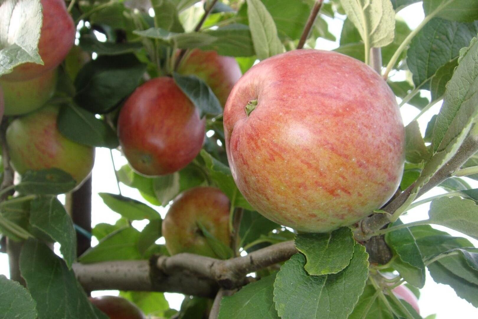 Mehrere reife rote Äpfel hängen an den Zweigen eines Baumes, umgeben von grünen Blättern. Das Sonnenlicht fällt durch die Blätter und hebt die glänzende Oberfläche der Äpfel hervor.