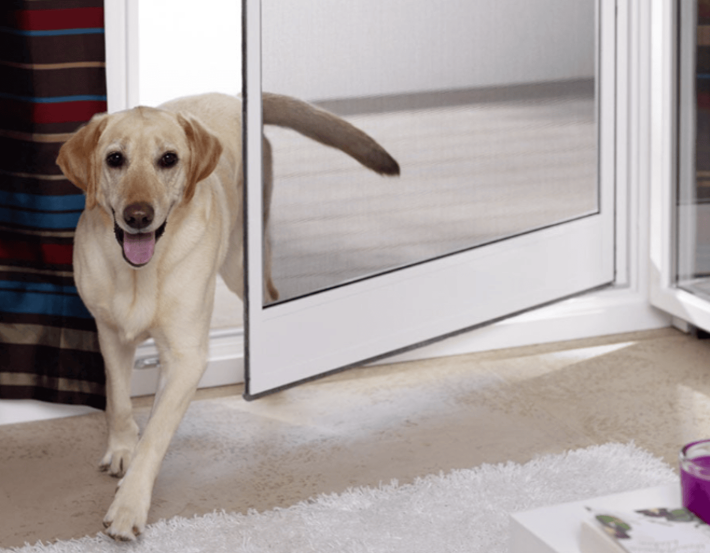 A yellow Labrador retriever walks through a partially open glass door onto a light-colored carpet, with its mouth open and tail up, in a bright indoor setting.