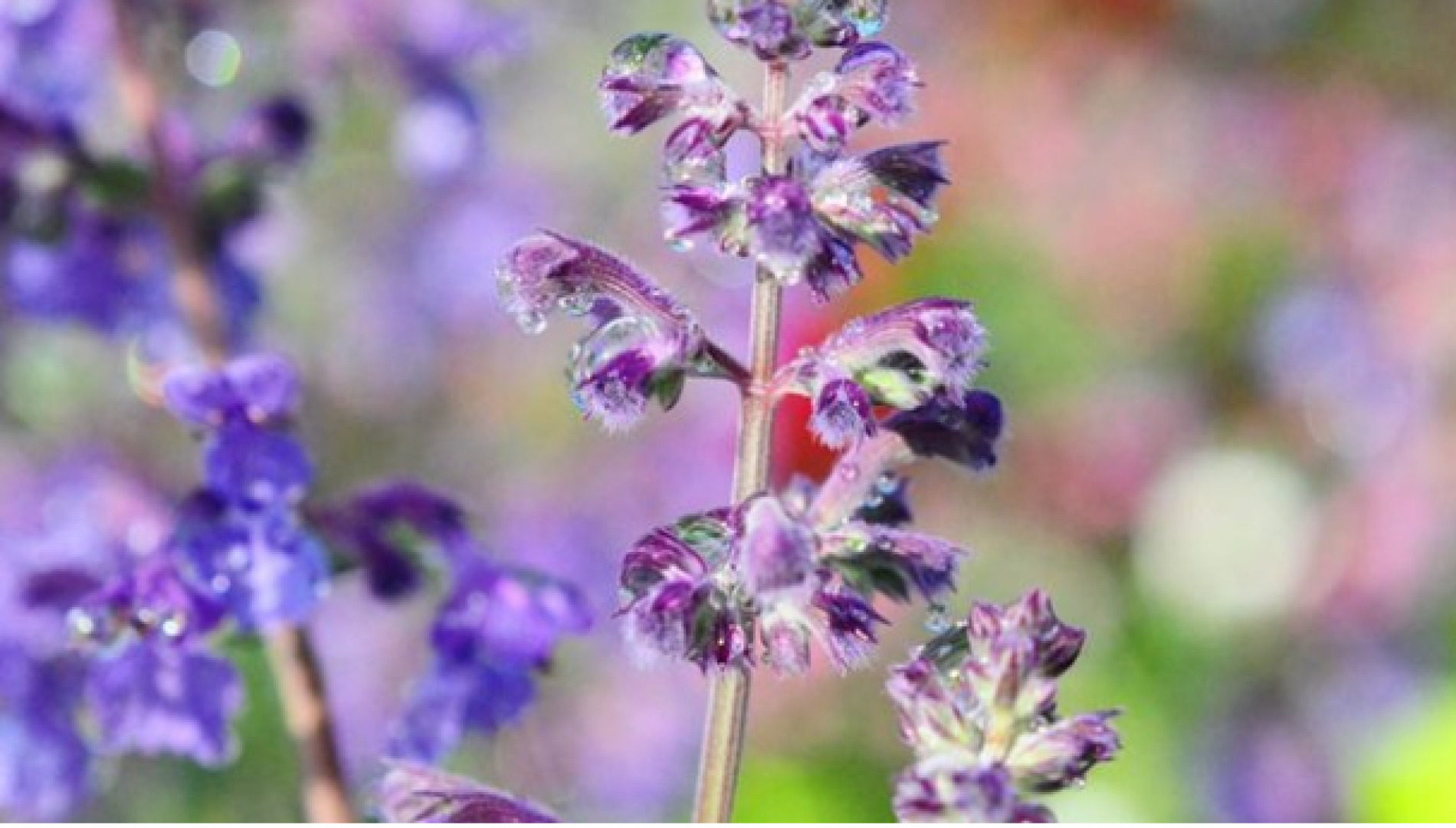 Close-up of a purple flower with dew drops on its petals and vibrant colors in the blurred background, highlighting the delicate textures and vivid hues.