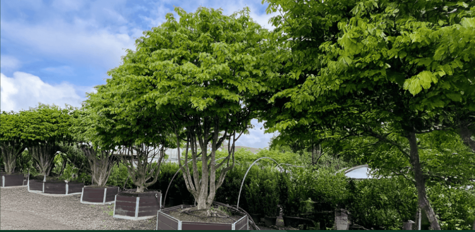 A row of lush green trees in large, square planter boxes lines a gravel path under a partly cloudy sky. Dense hedges and other green plants can be seen in the background.