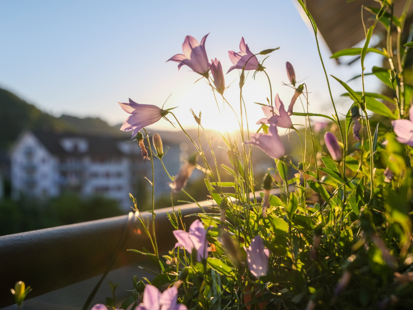 Lila glockenförmige Blumen im Sonnenlicht auf einem Balkongeländer, mit grünen Blättern um sie herum; im Hintergrund sind verschwommene Gebäude und Hügel unter einem klaren Himmel bei Sonnenuntergang zu sehen.
