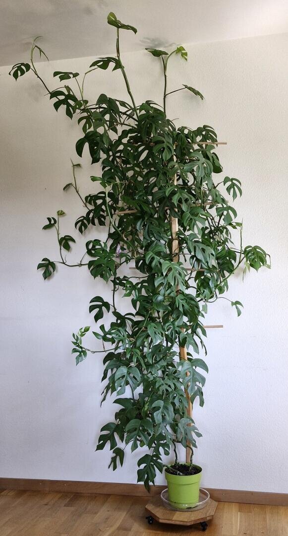 Eine hohe, belaubte Kletterpflanze mit gespaltenen grünen Blättern wächst in einem hellgrünen Topf, gestützt von einem Holzpfahl an einer weißen Wand auf einem Holzboden.