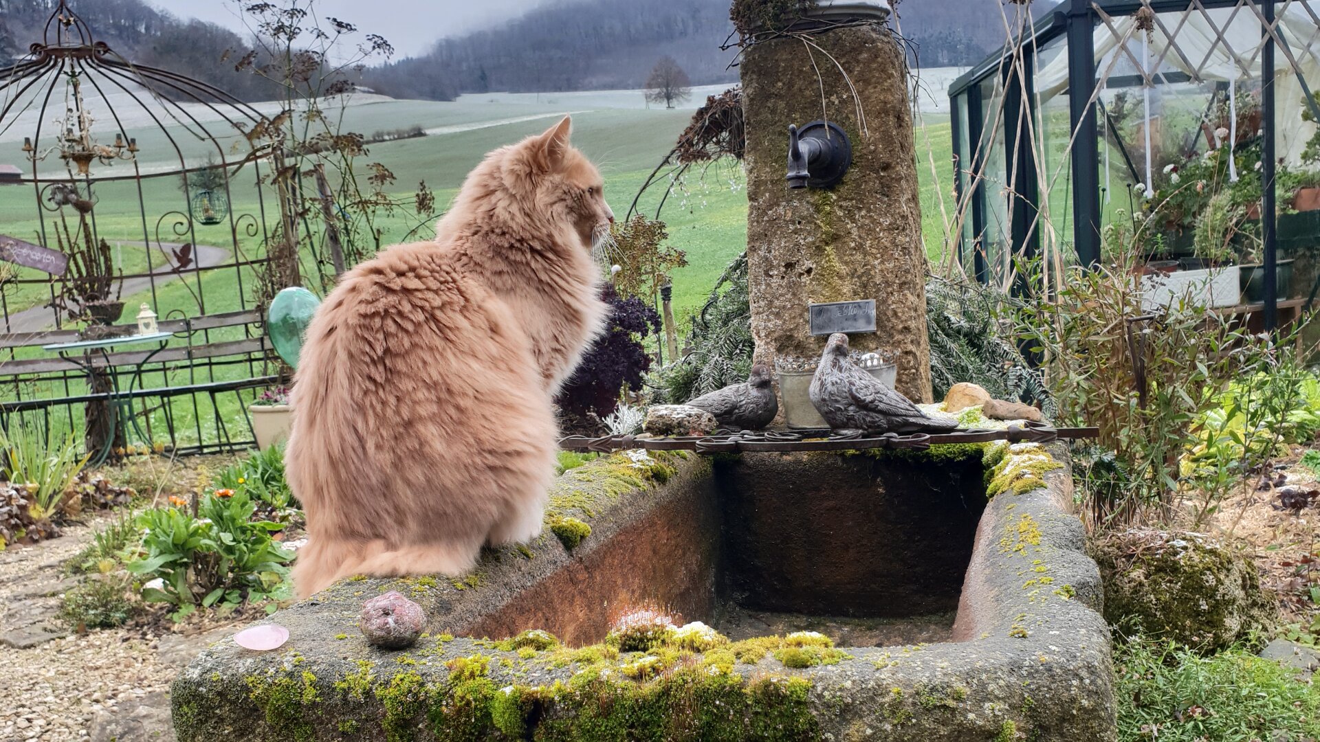 Eine flauschige orangefarbene Katze sitzt auf dem Rand einer Vogeltränke aus moosbewachsenem Stein in einem Garten, umgeben von Pflanzen und Gartenornamenten. Im Hintergrund sind neblige Hügel und Felder unter einem bewölkten Himmel zu sehen.