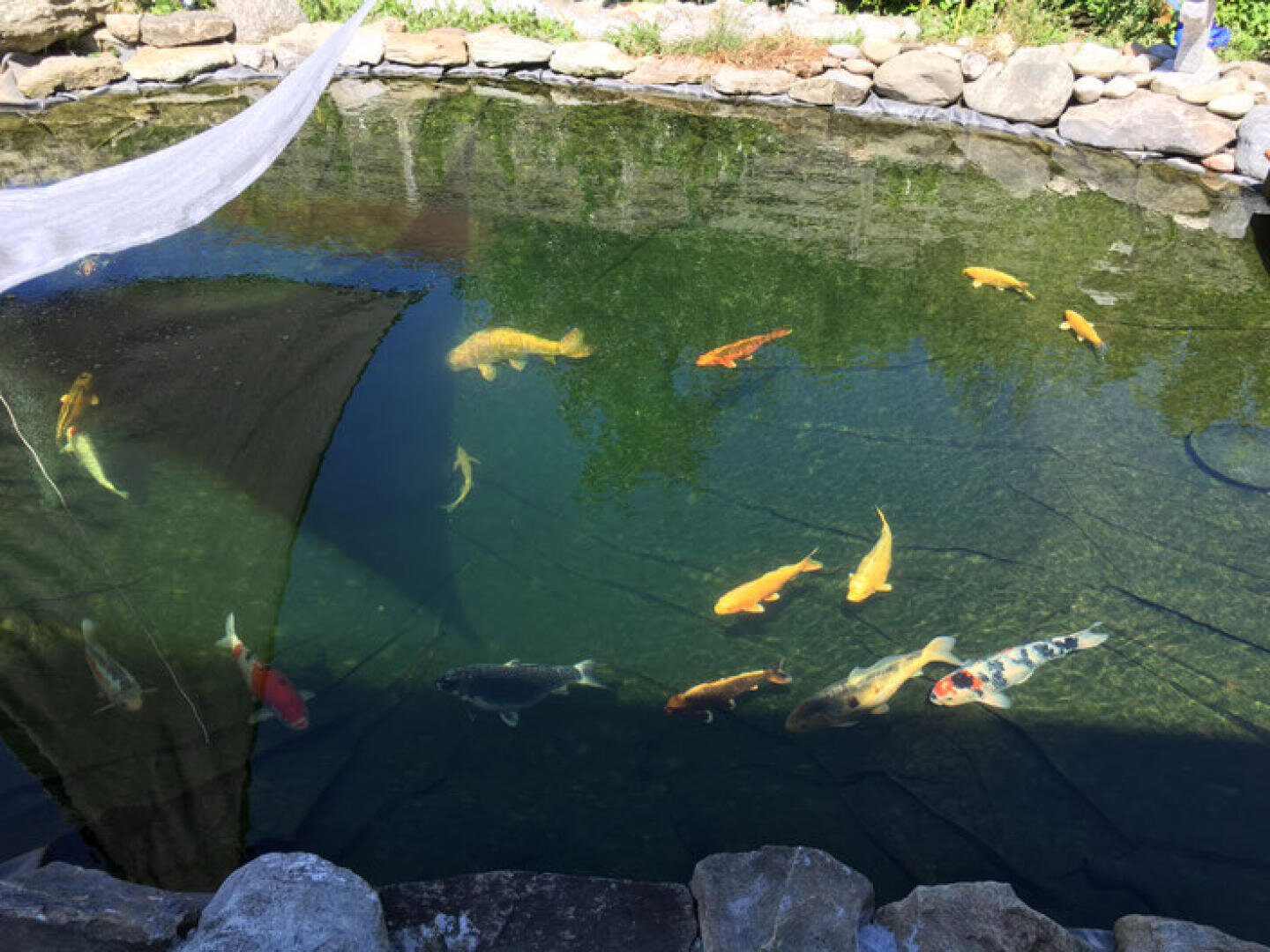 Koi fish of various colors, including orange, yellow, white, and black, swim in a clear outdoor pond surrounded by rocks, with shadows and reflections visible on the waters surface.
