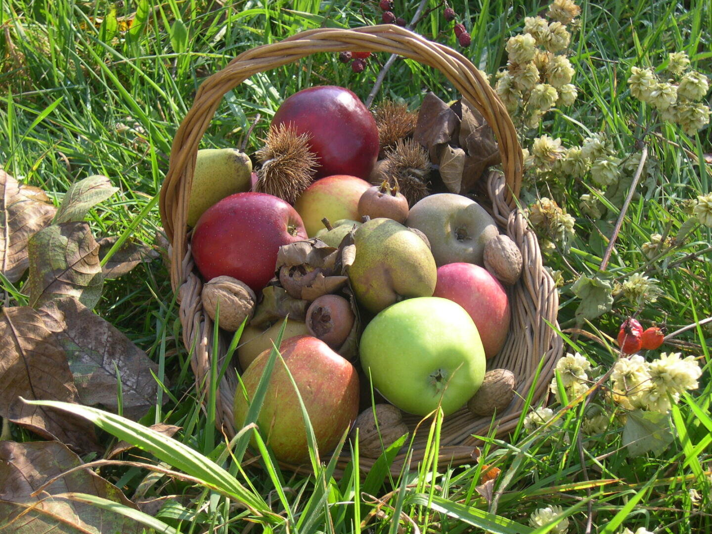 Ein Weidenkorb, gefüllt mit Äpfeln, Walnüssen und Kastanien, steht auf grünem Gras zwischen Wildblumen und trockenen Blättern im Freien.