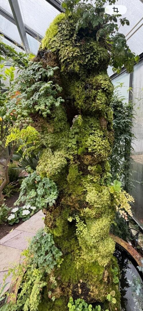 Ein hoher, zylindrischer Baumstamm, der dicht mit verschiedenen grünen Moosen, Farnen und kleinen Pflanzen bewachsen ist, steht in einem Gewächshaus mit Glaswänden und anderen tropischen Pflanzen in der Nähe.