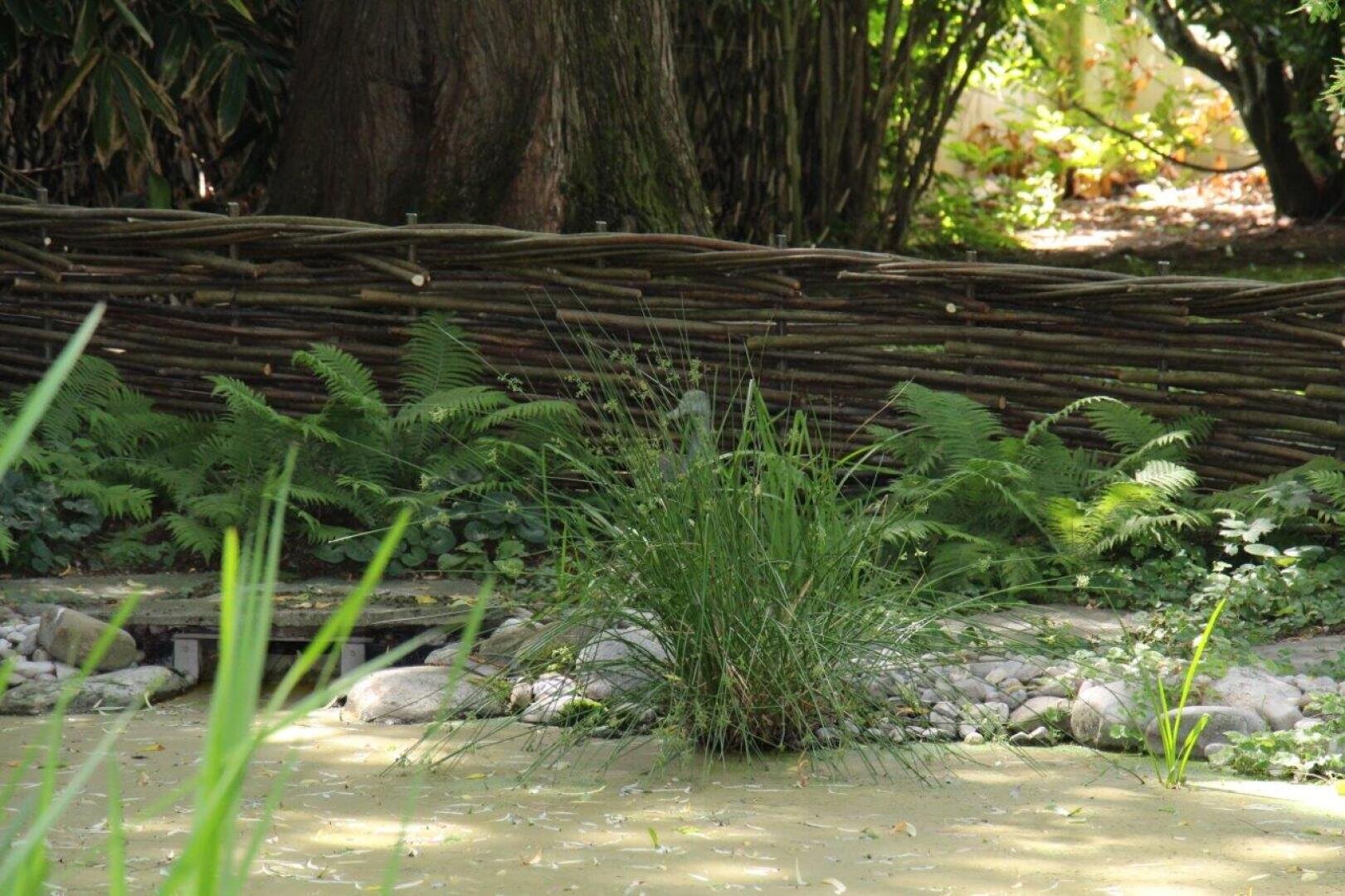 Ein kleiner Teich mit hohen grünen Gräsern und Farnen vor einem geflochtenen Holzzaun, umgeben von Bäumen und Grünpflanzen in einem schattigen Garten.