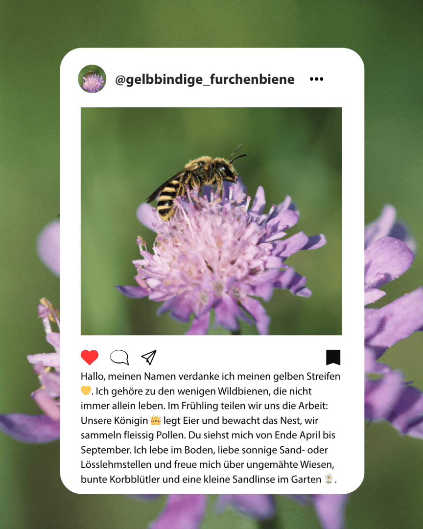 Eine gelb-schwarz gestreifte Wildbiene sammelt Pollen von einer hellvioletten Blüte. Das Bild erscheint in einem Instagram-Post mit dem Handle @gelbbindige_furchenbiene und einem beschreibenden Text über die Gewohnheiten der Bienen.