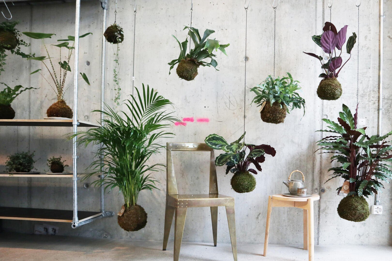 Mehrere Kokedama (japanische Mooskugelpflanzen) hängen an Haken an einer Betonwand. Ein Metallstuhl und ein hölzerner Beistelltisch mit einer Teekanne stehen in dem Raum, ebenso wie ein Metallregal mit weiteren Pflanzen.