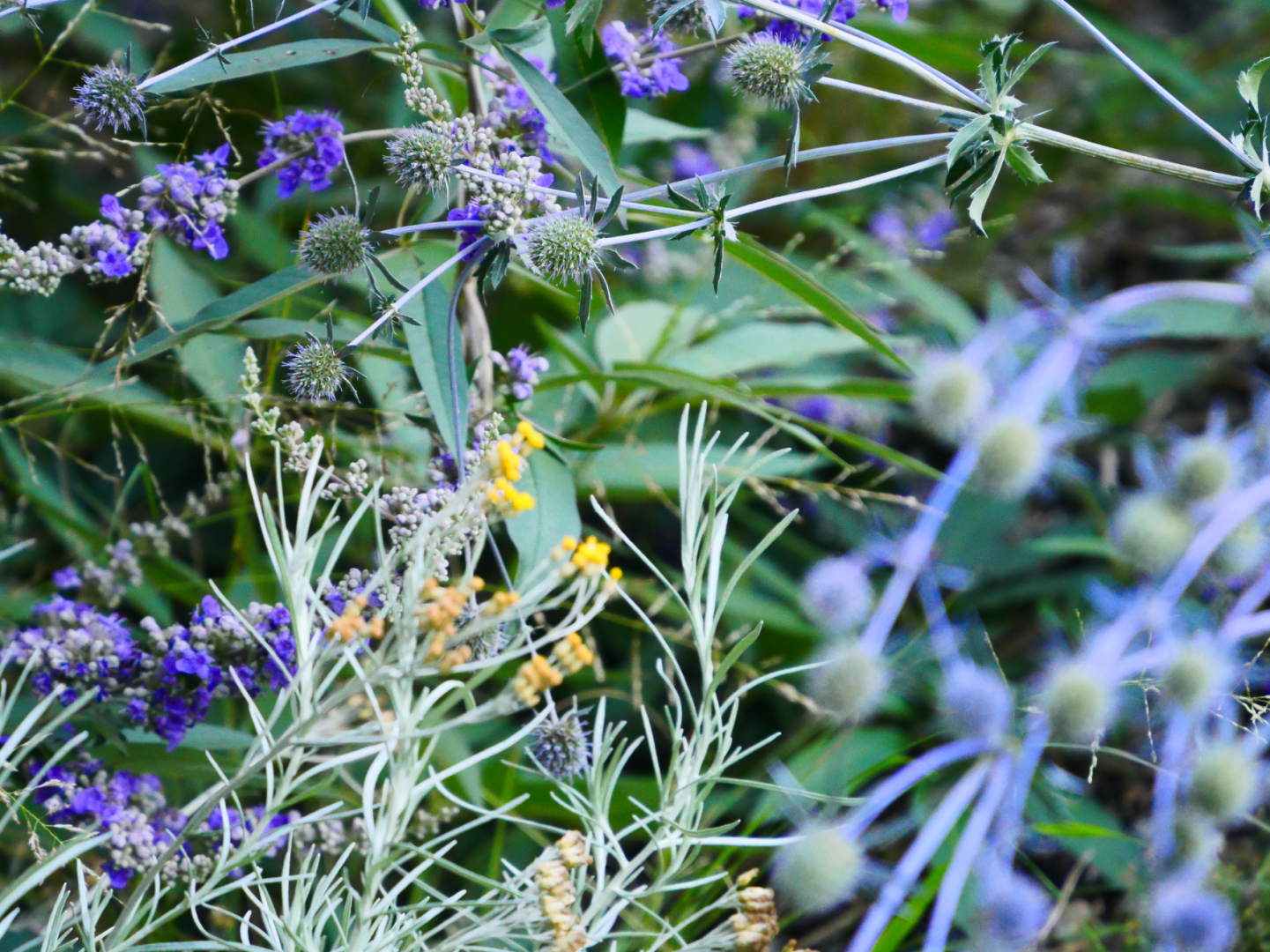 Eine Nahaufnahme verschiedener Wildblumen und Pflanzen mit violetten, gelben und grünen Farbtönen, die verschlungene Blätter und stachelige Blütenköpfe in einer natürlichen, leicht verschwommenen Umgebung zeigen.