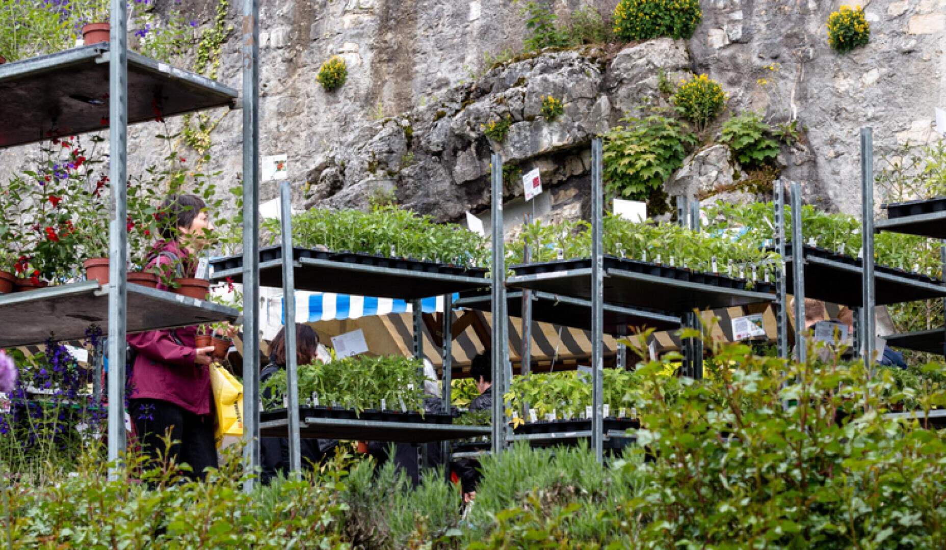 Menschen stöbern in Reihen von Topfpflanzen auf Metallregalen auf einem Markt im Freien nahe einer Steinmauer. Im Vordergrund sind einige Grünpflanzen und Sträucher zu sehen. Im Hintergrund sind gestreifte Zelte zu sehen.