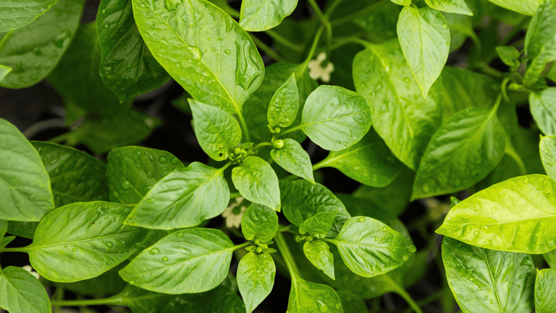 Close-up of lush green plant leaves with visible water droplets, showing healthy foliage and different shades of green, viewed from above.