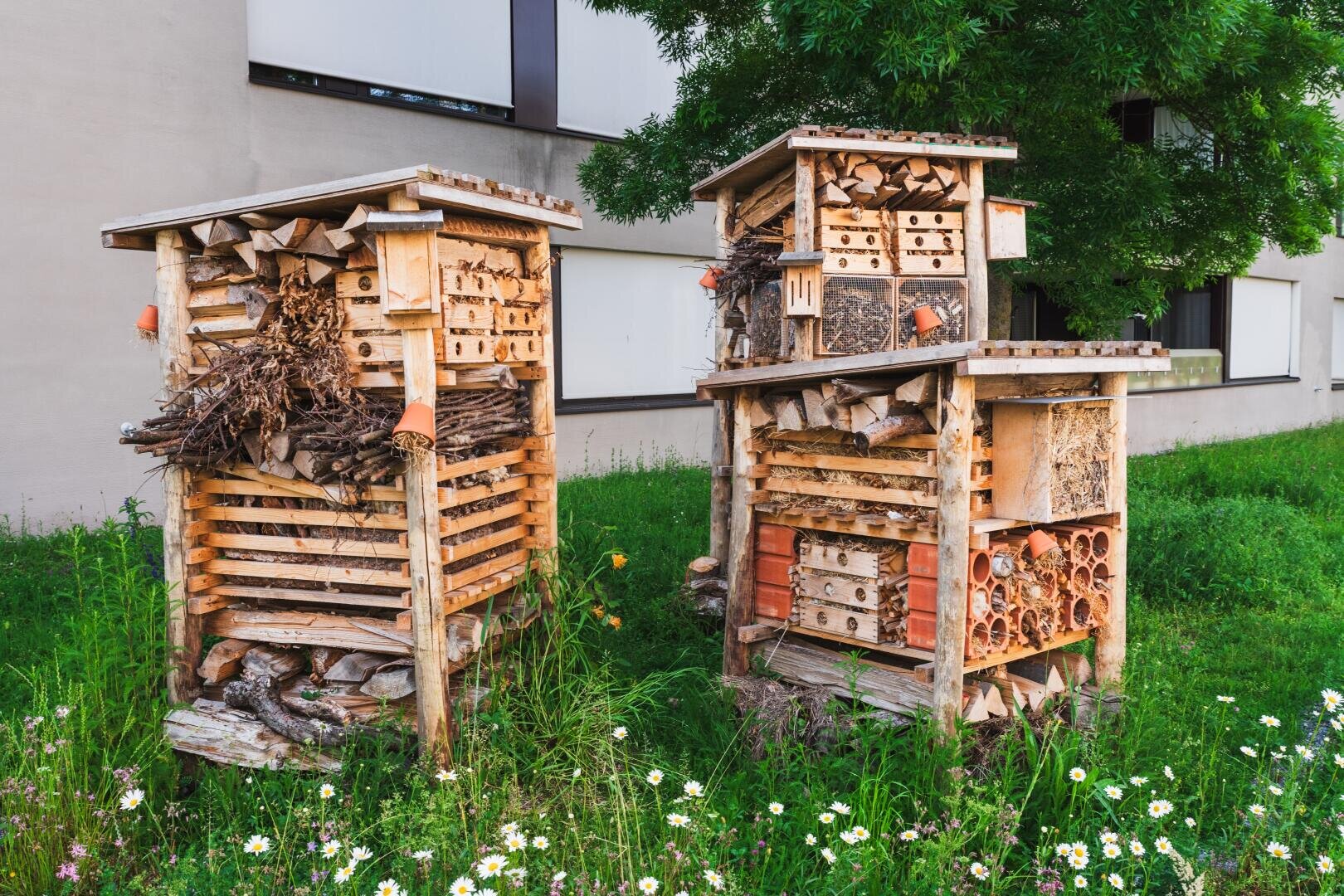 Zwei große hölzerne Insektenhotels, die mit natürlichen Materialien gefüllt sind, stehen auf einer Wiese mit Wildblumen, neben einem Gebäude mit weißen Wänden und Fenstern. Im Hintergrund ist ein belaubter Baum zu sehen.
