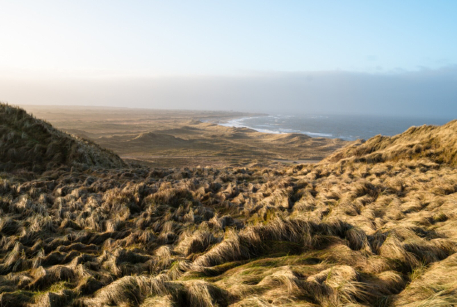 Eine weite Landschaft aus sanften Sanddünen, die mit hohem, goldenem Gras bedeckt sind und unter einem hellblauen Himmel mit leichtem Dunst am Horizont zum Meer führen.