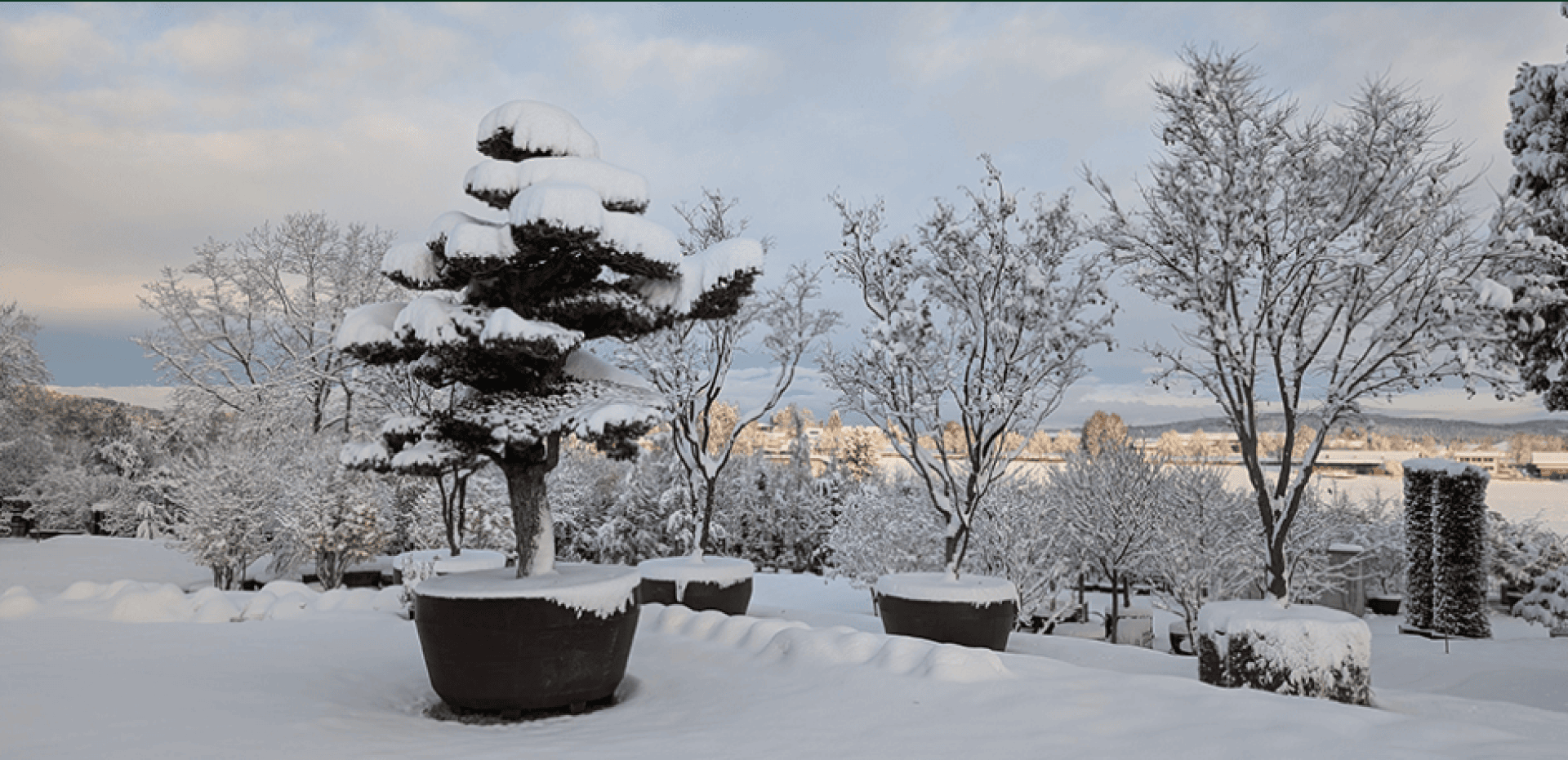 A snow-covered landscape with large potted trees and shrubs, all covered in fresh snow. More trees and distant buildings can be seen in the background under a partly cloudy sky.