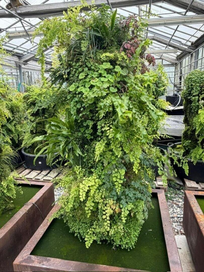 Ein hoher, üppiger vertikaler Garten mit verschiedenen Grünpflanzen steht in einem Gewächshaus, umgeben von Pflanzgefäßen und Metallrahmen unter einem Glasdach.