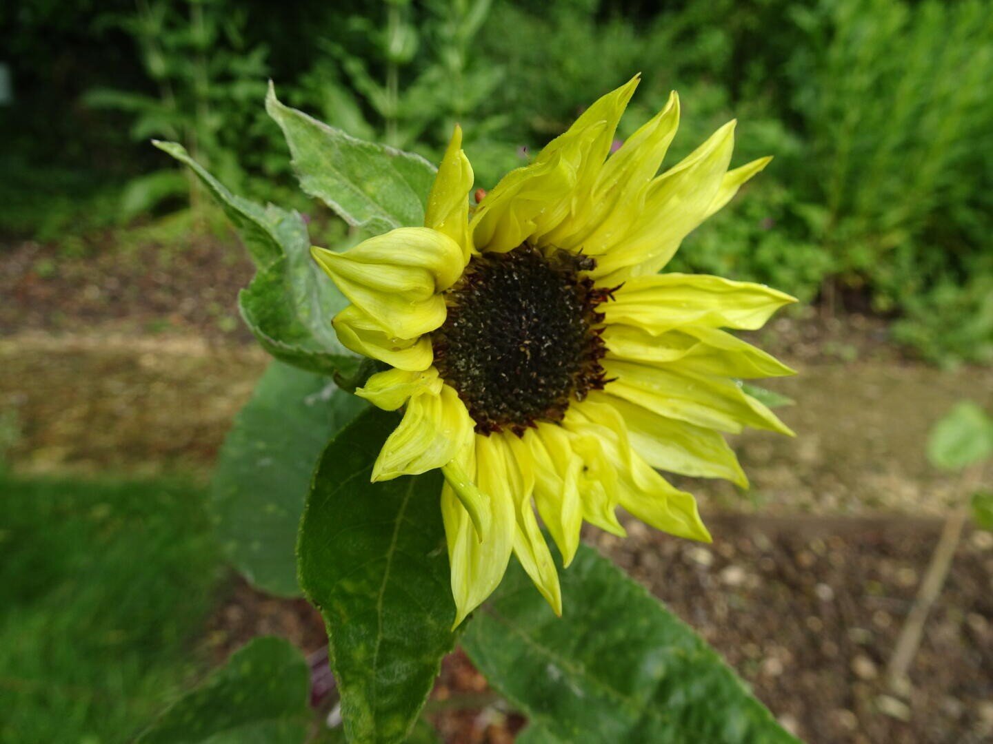 Eine Nahaufnahme einer gelben Sonnenblume mit dunklem Zentrum, umgeben von grünen Blättern und vor einem unscharfen Gartenhintergrund.