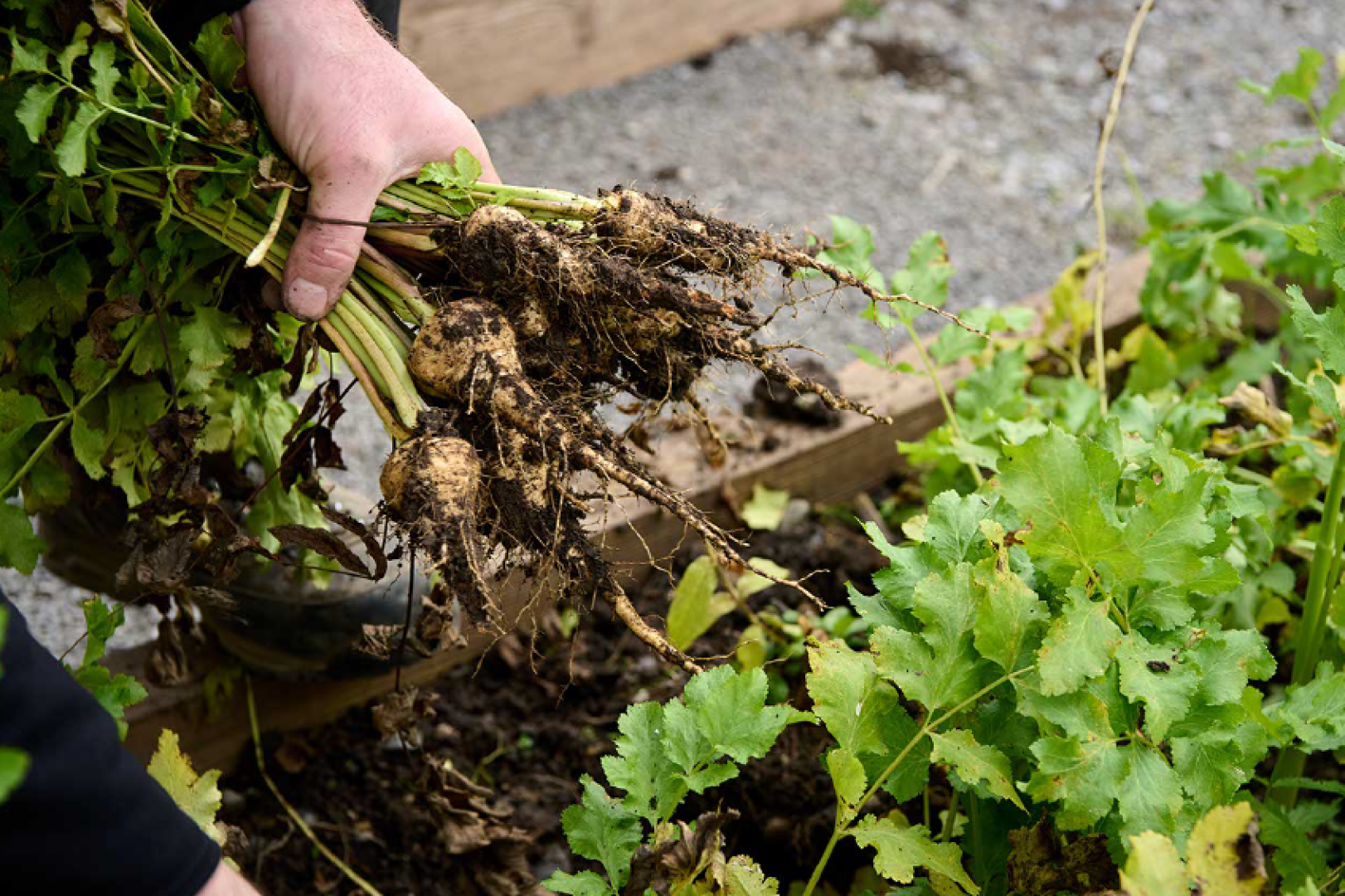 Eine Hand hält ein Bündel von frisch geernteten Pastinaken, an denen noch Erde klebt. Vorn im Bild sind noch die grünen Blüter der noch nicht geernteten Pflanzen zu sehen, die weiter in einem Hochbeet wachsen.