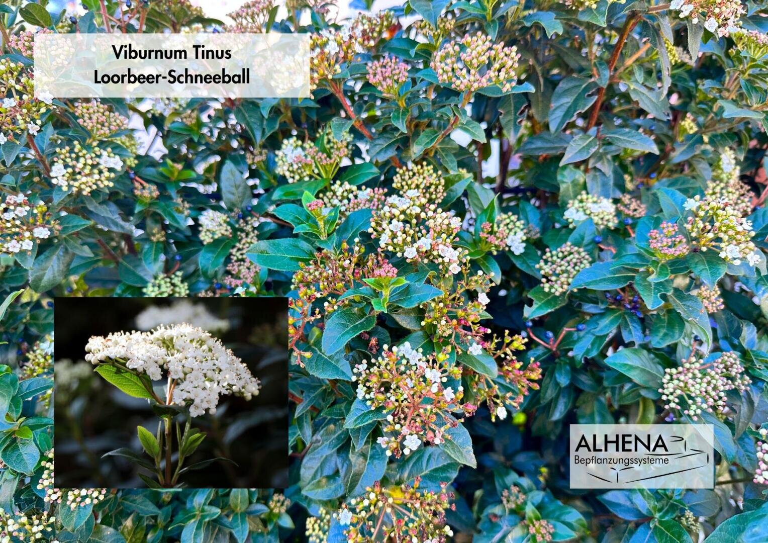 Dichte grüne Blätter und Büschel von kleinen weißen Blüten füllen das Bild. Ein Einschub zeigt eine Nahaufnahme der Blüten. Der Text lautet Viburnum Tinus, Lorbeer-Schneeball und ALHENA Bepflanzungssysteme.