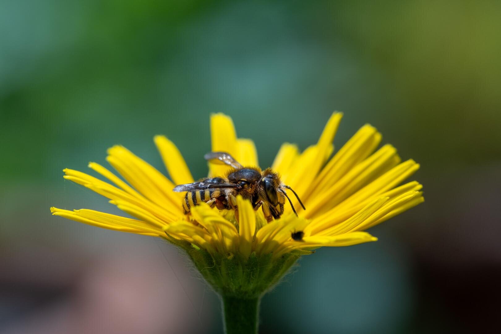Nahaufnahme einer Biene, die auf einer leuchtend gelben Blüte Nektar sammelt, vor einem unscharfen grünen Hintergrund.