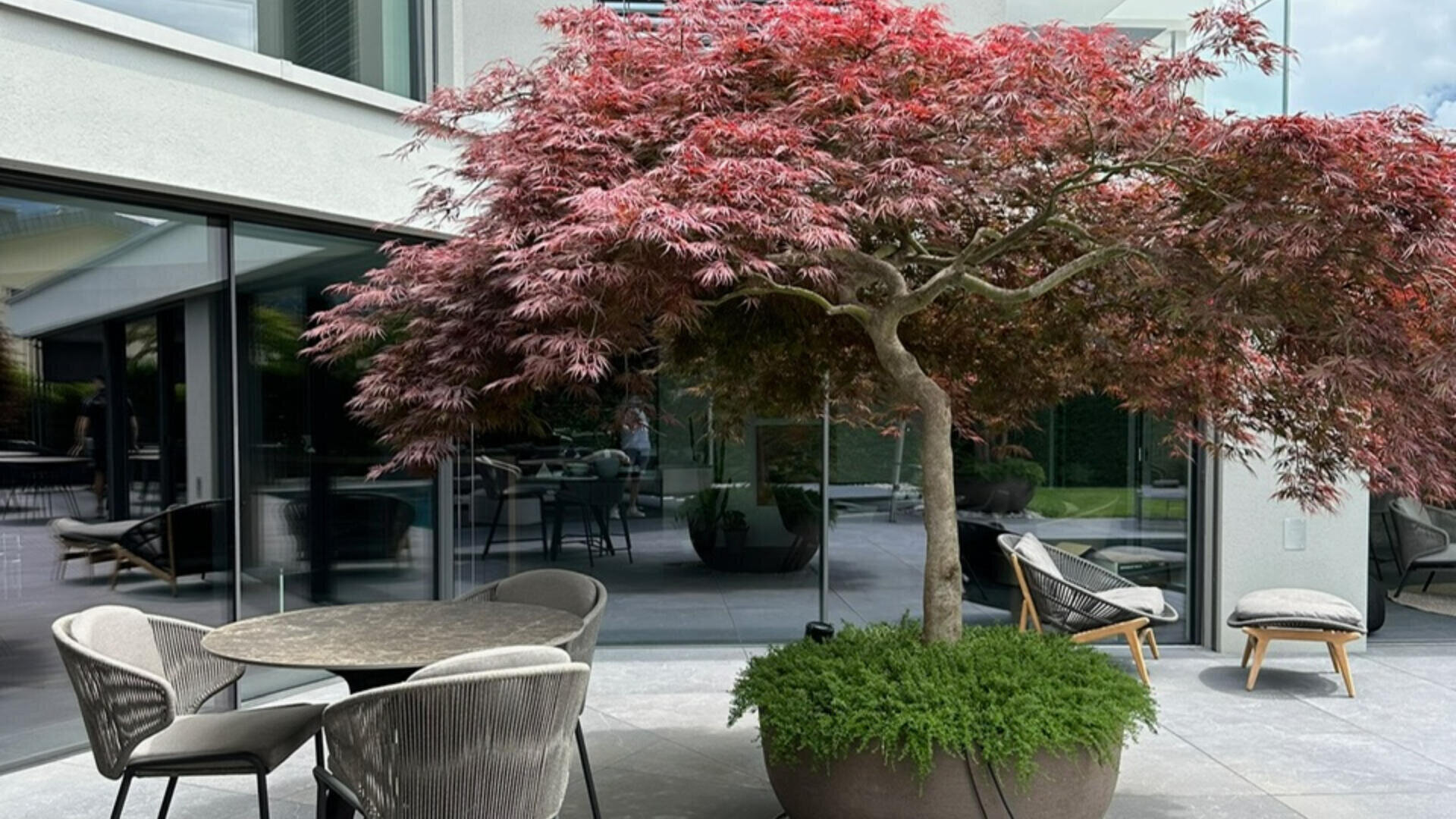 Ein moderner Innenhof mit einem runden Tisch und Stühlen neben einem großen japanischen Ahorn mit roten Blättern. In den raumhohen Fenstern spiegeln sich die Sitzgelegenheiten im Freien und die Grünanlagen im Hintergrund.
