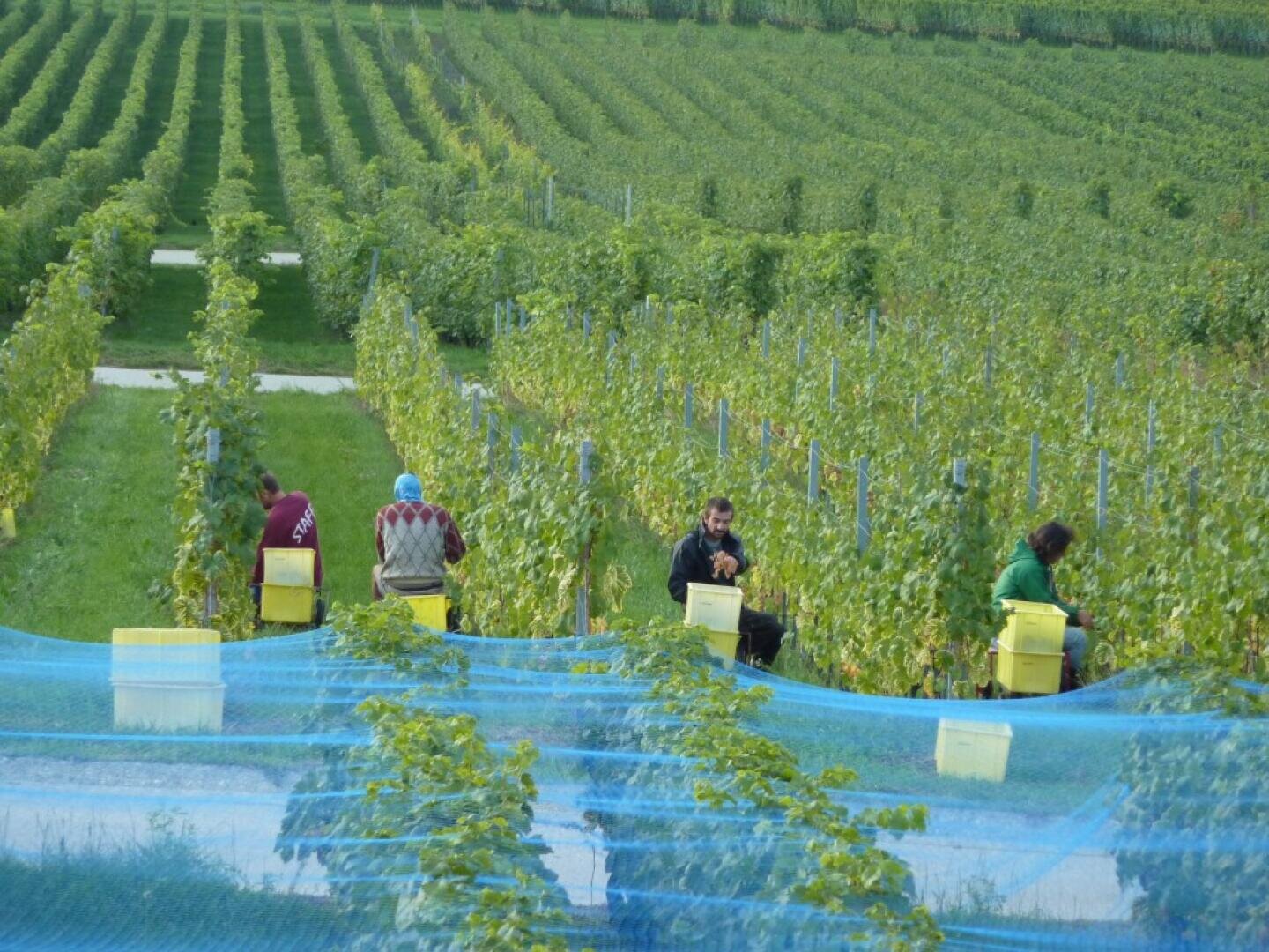 Vier Personen sitzen auf Hockern und pflücken in einem Weinberg Trauben, die sie in gelbe Behälter legen. In der Ferne erstrecken sich Reihen grüner Weinstöcke, und ein blaues Netz bedeckt die Rebstöcke im Vordergrund.