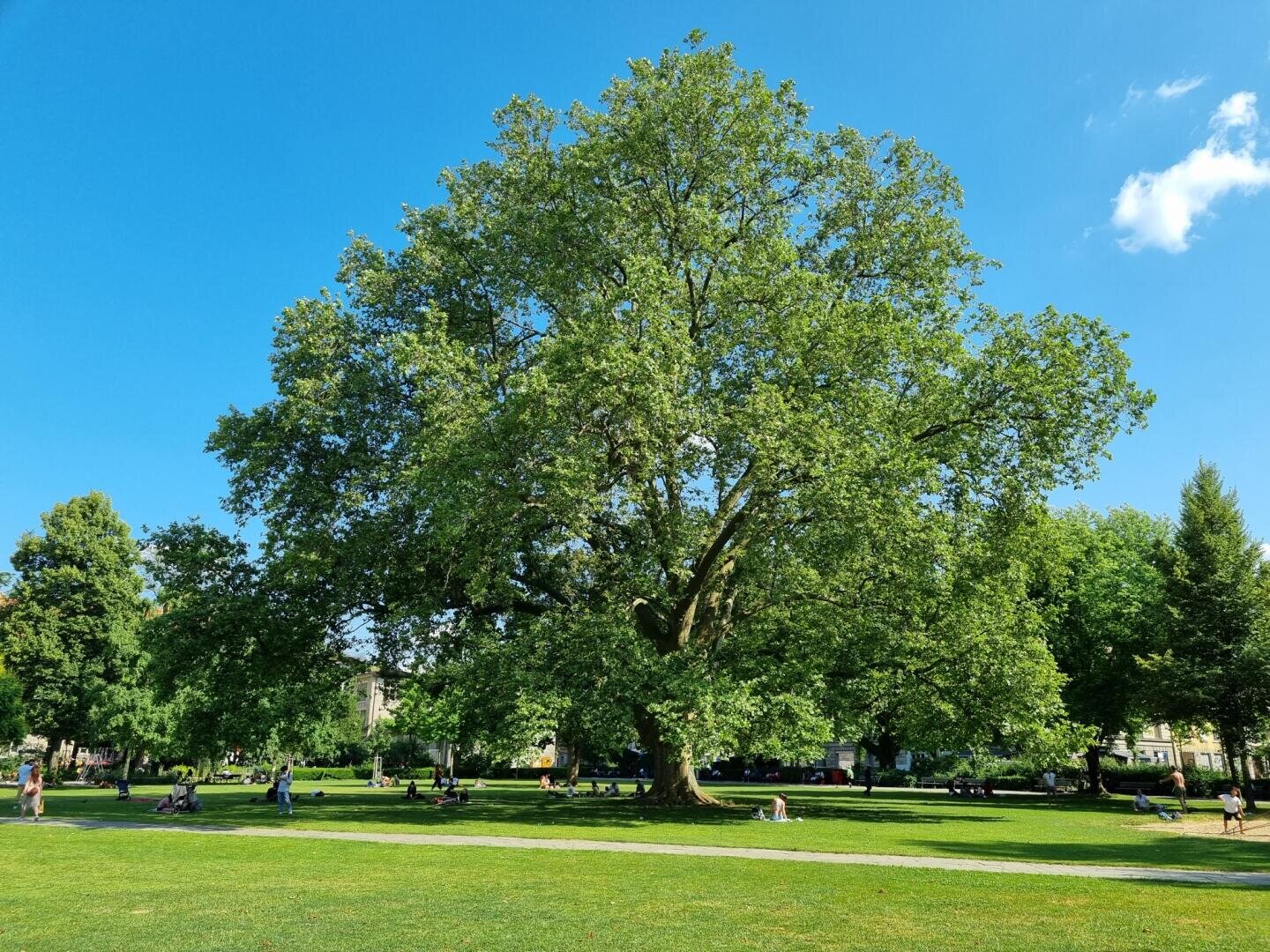 Eine grosse, belaubte Platane steht inmitten der grünen Bäckeranlage. An einem sonnigen Tag, an dem Menschen im Gras sitzen und sich unter einem klaren blauen Himmel im Schatten entspannen.