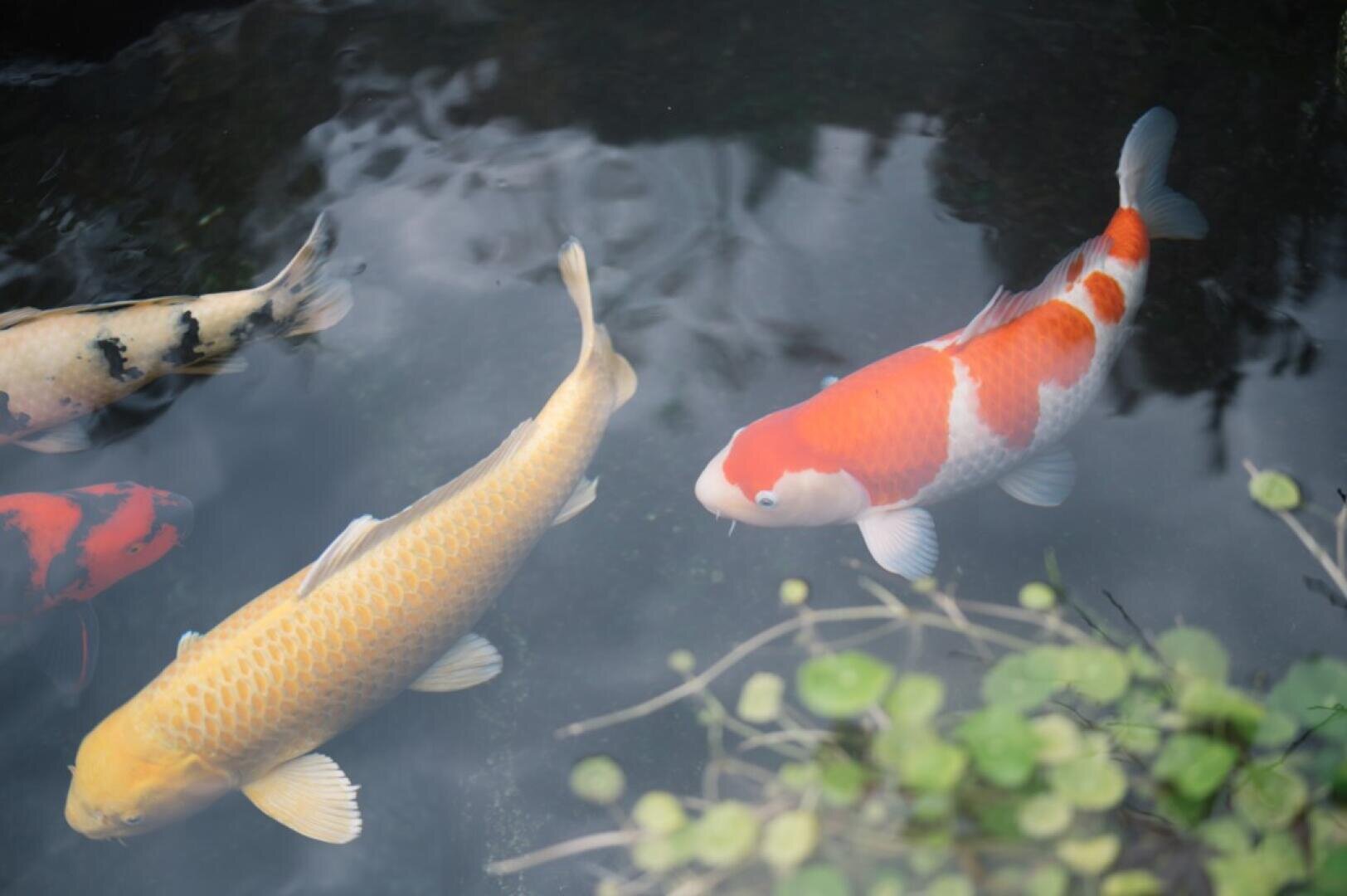 Mehrere farbenfrohe Koi-Fische, darunter rot-weiße, gelbe und orangefarbene Sorten, schwimmen anmutig in einem Teich nahe der Wasseroberfläche, mit grünen Wasserpflanzen in der unteren rechten Ecke.