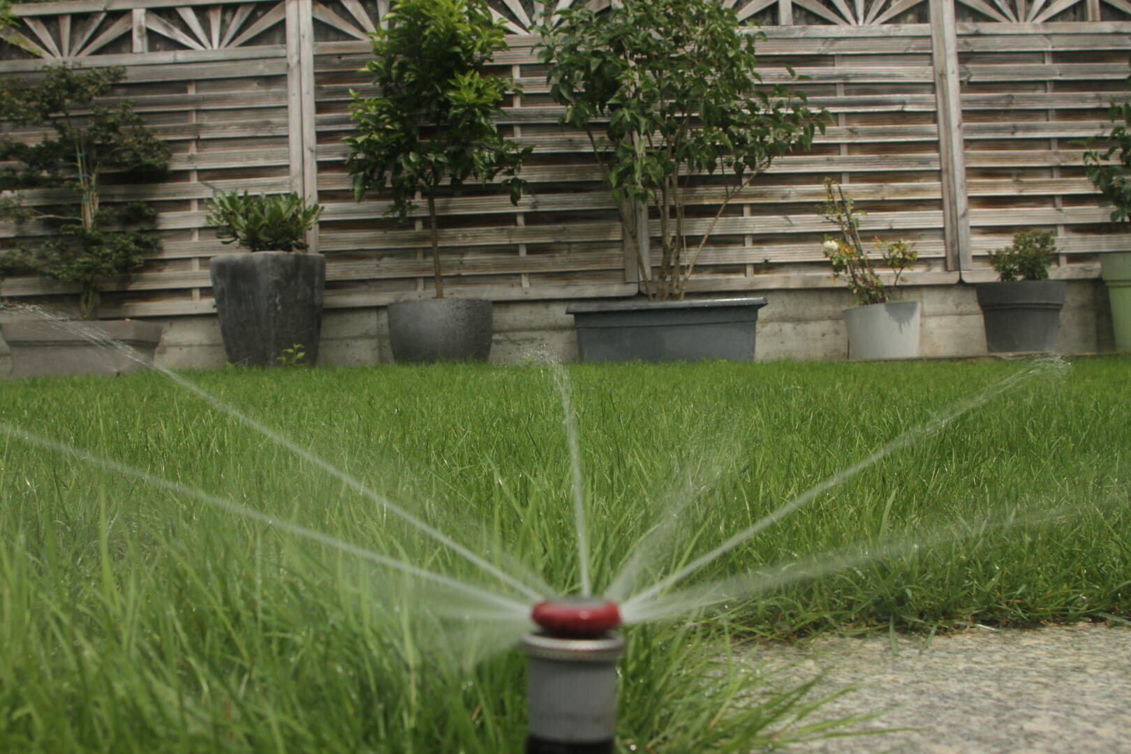 A sprinkler sprays water in several streams over a green lawn, with potted plants and a wooden fence in the background.