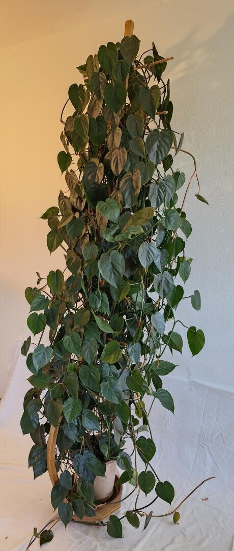 Eine große, belaubte Zimmerpflanze mit herzförmigen grünen Blättern wächst dicht um ein hohes, geschwungenes Holzspalier in einem weißen Topf, der auf einer weißen Fläche vor einer hellen Wand steht.