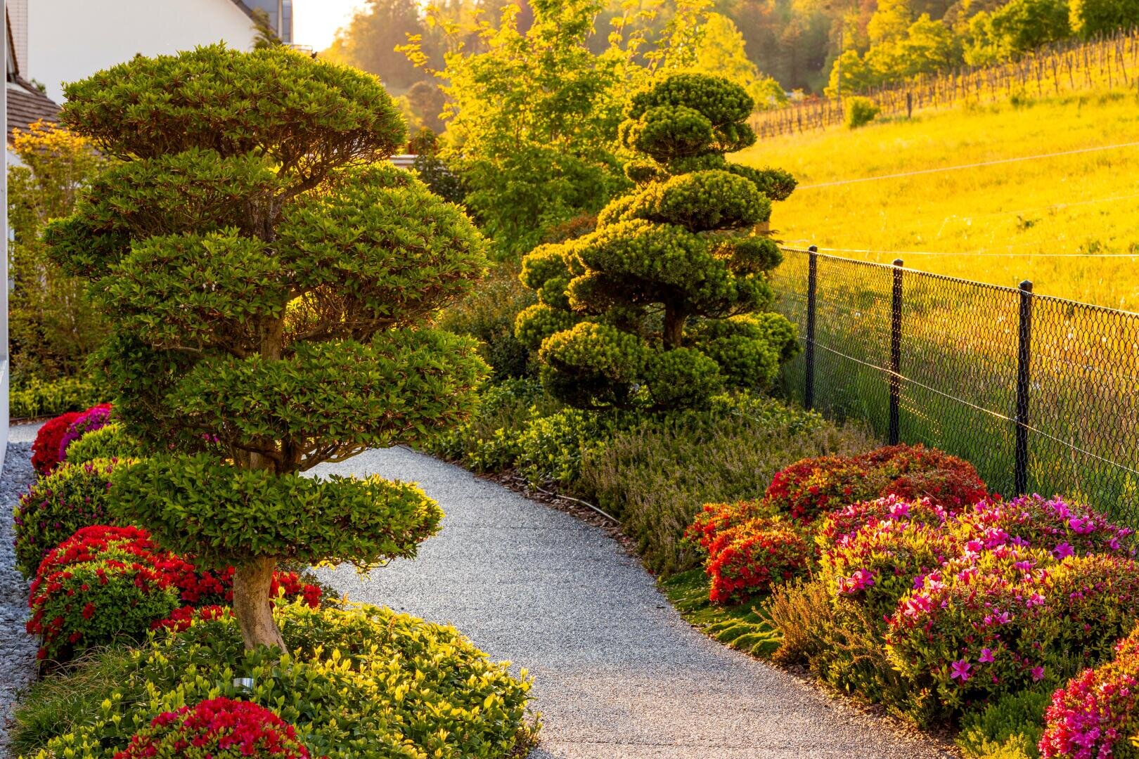 Ein Kiesweg schlängelt sich durch einen Landschaftsgarten mit gestutzten Formschnittbäumen und üppig blühenden Sträuchern, die in warmes, goldenes Sonnenlicht getaucht sind, in der Nähe eines Drahtzauns und einer offenen Grasfläche.