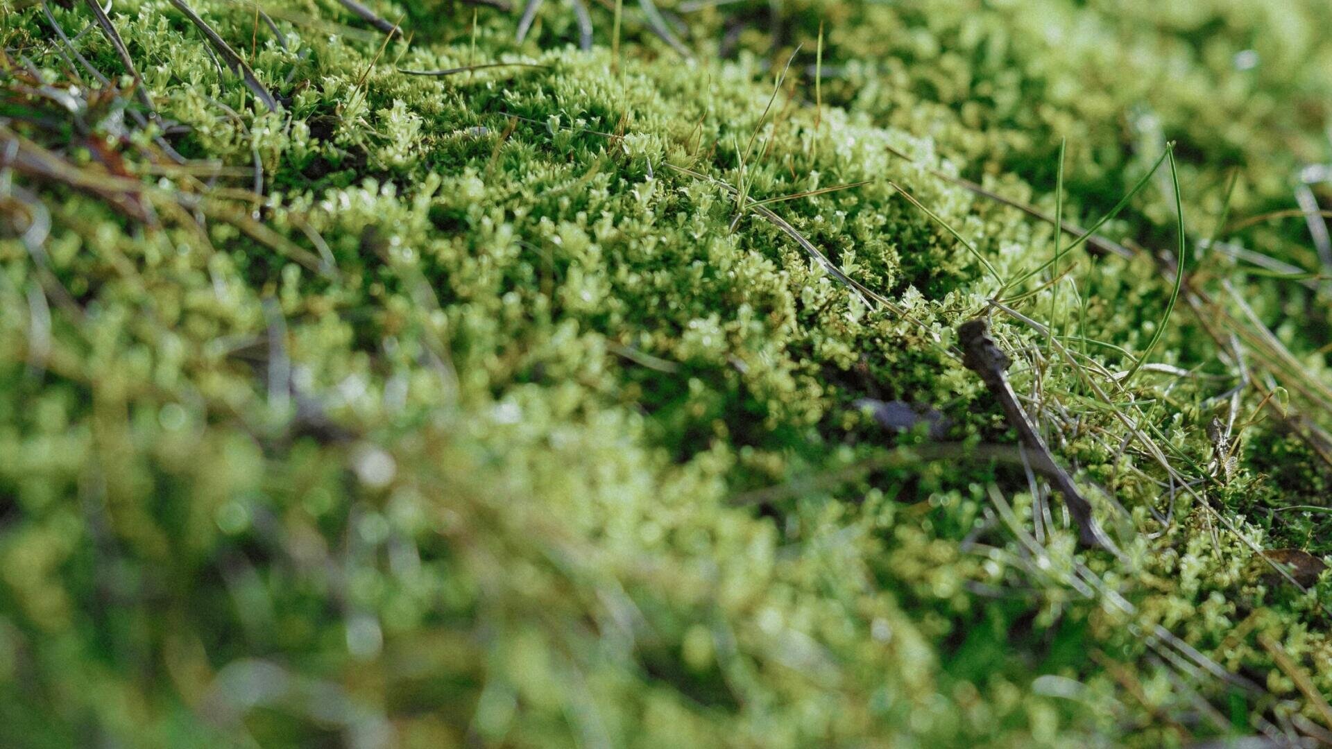Nahaufnahme eines Flecks grünen Mooses, das auf dem Boden wächst, mit dünnen bräunlichen Zweigen und Gräsern, die überall verstreut sind. Das Bild hat einen weichen Fokus, der die üppige, strukturierte Oberfläche des Mooses hervorhebt.