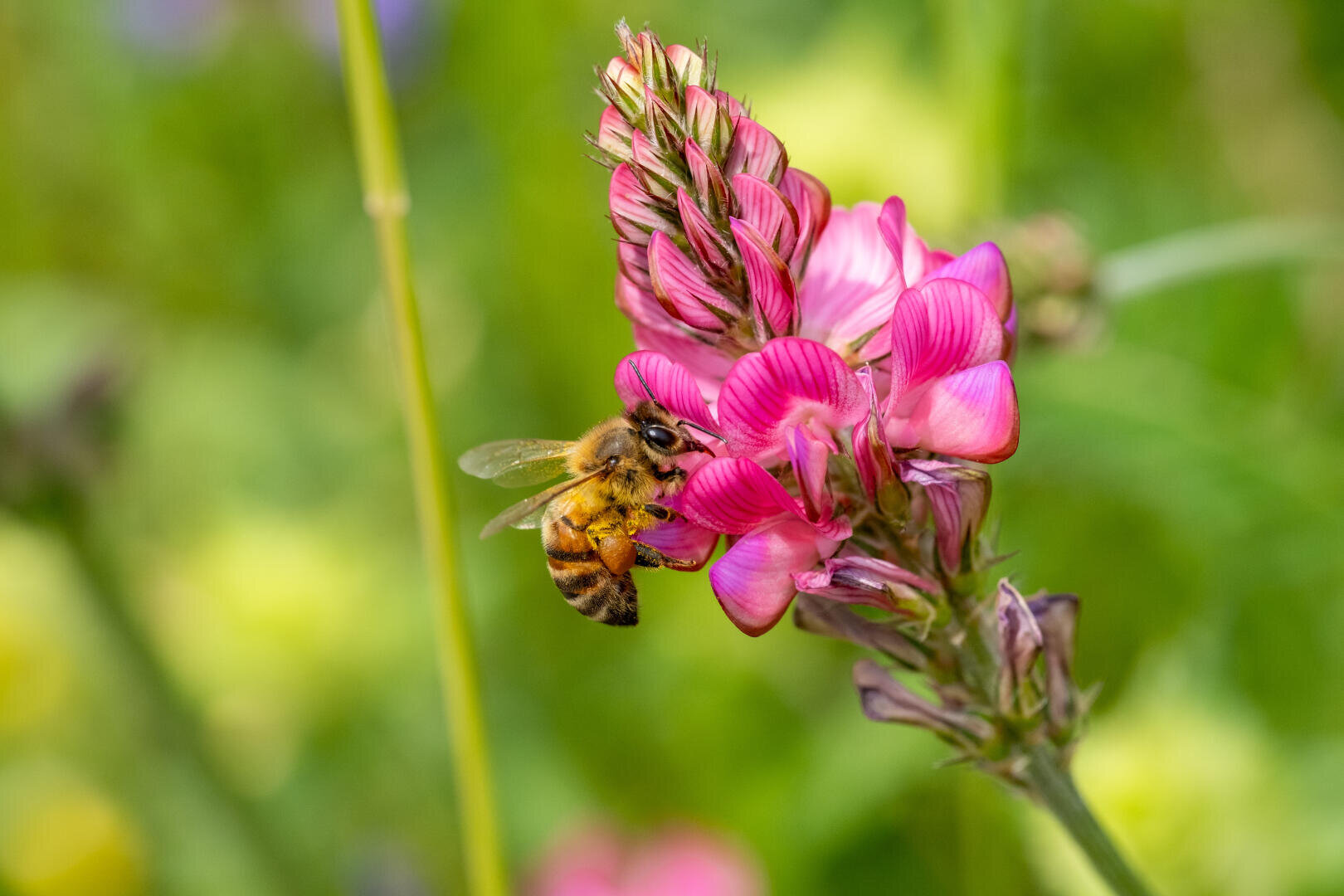 Nahaufnahme einer Biene, die Nektar von einer leuchtend rosafarbenen Blüte sammelt, vor einem verschwommenen grünen und gelben Hintergrund.