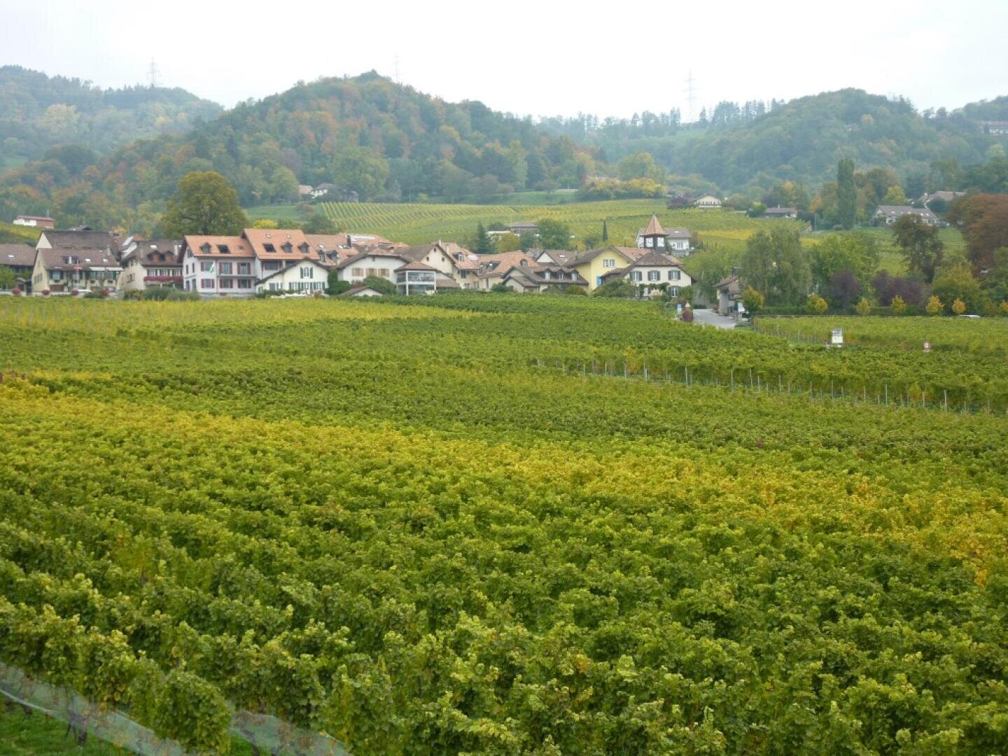 Im Vordergrund erstreckt sich ein üppig grüner Weinberg, an dessen Rand ein kleines Dorf mit Häusern und Gebäuden liegt. Im Hintergrund erheben sich sanfte, mit Bäumen bewachsene Hügel unter einem bedeckten Himmel.