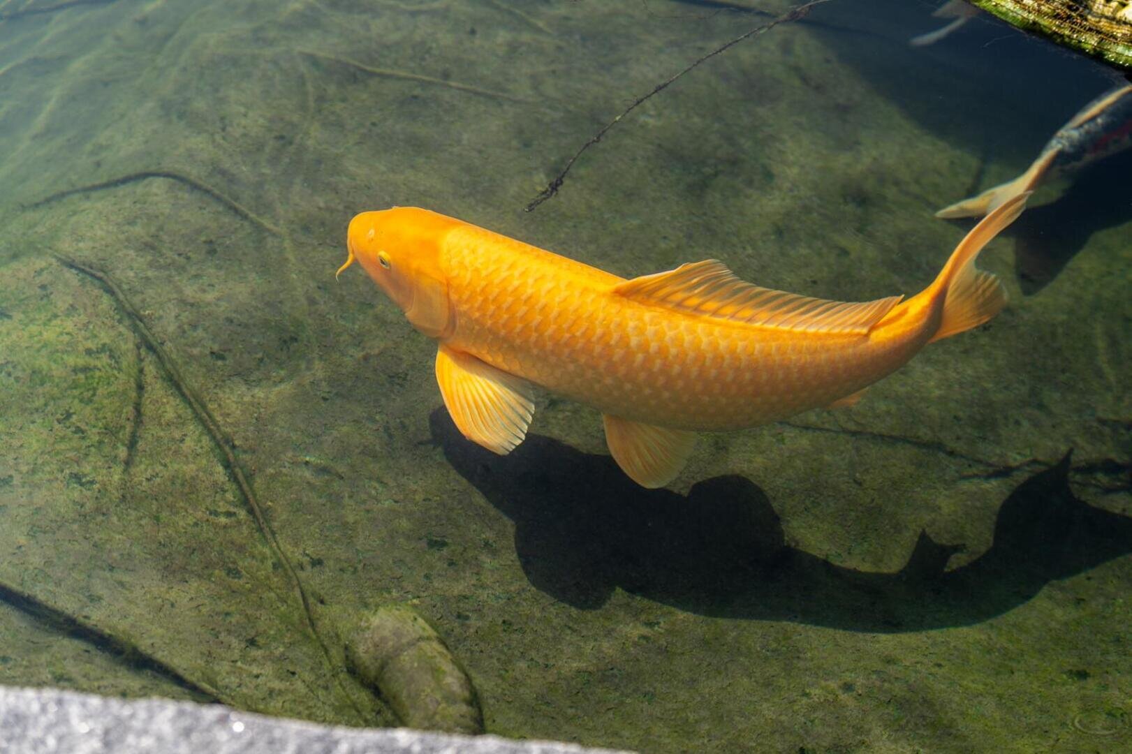 Ein großer orangefarbener Koi-Fisch schwimmt in klarem Wasser und wirft einen Schatten auf den Teichboden. Im Hintergrund sind einige Pflanzen und ein weiterer Fisch zu sehen.