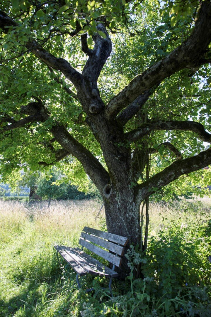 An einem sonnigen Tag steht eine Holzbank im Schatten eines großen, belaubten Baumes auf einer Wiese. Das Sonnenlicht fällt durch die Äste und wirft Schatten auf die Bank und den Boden.