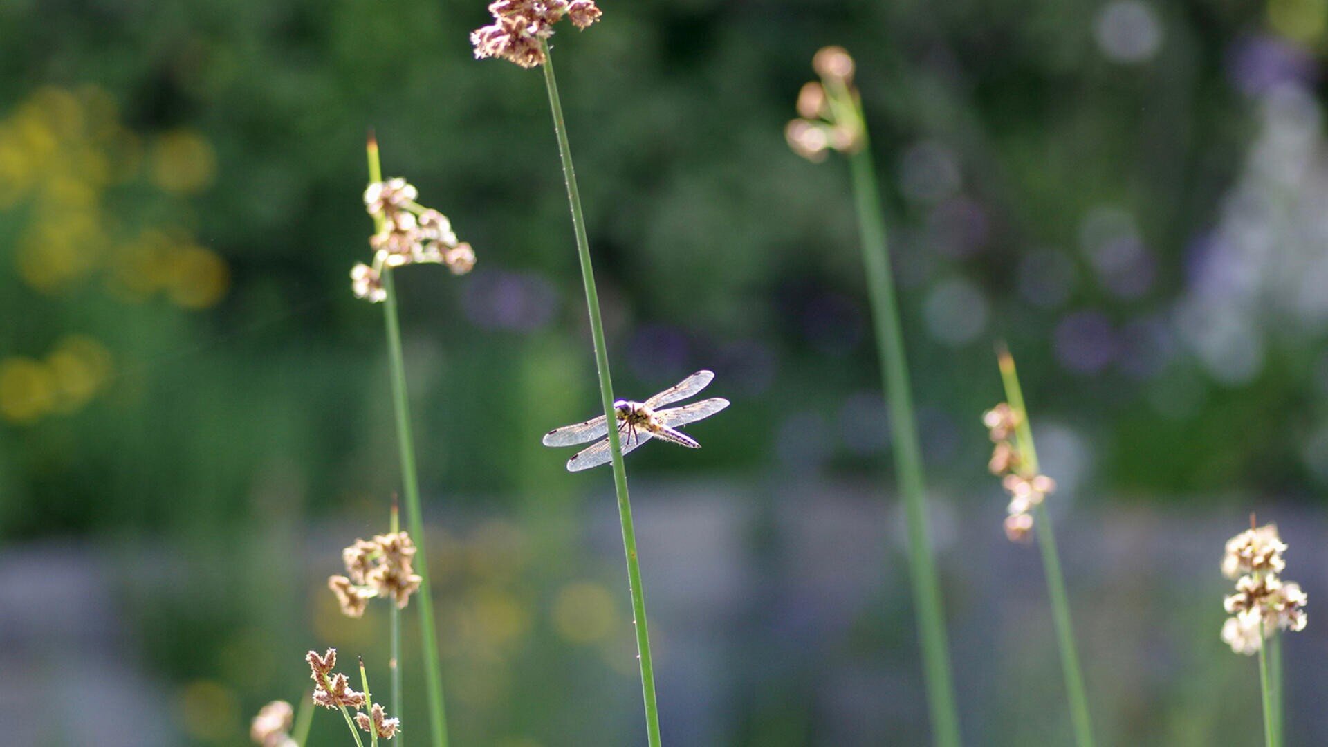 Eine Libelle mit durchsichtigen Flügeln sitzt auf einem hohen, dünnen Stängel inmitten mehrerer ähnlicher Stängel mit getrockneten Blumen vor einem verschwommenen grünen und gelben Hintergrund.