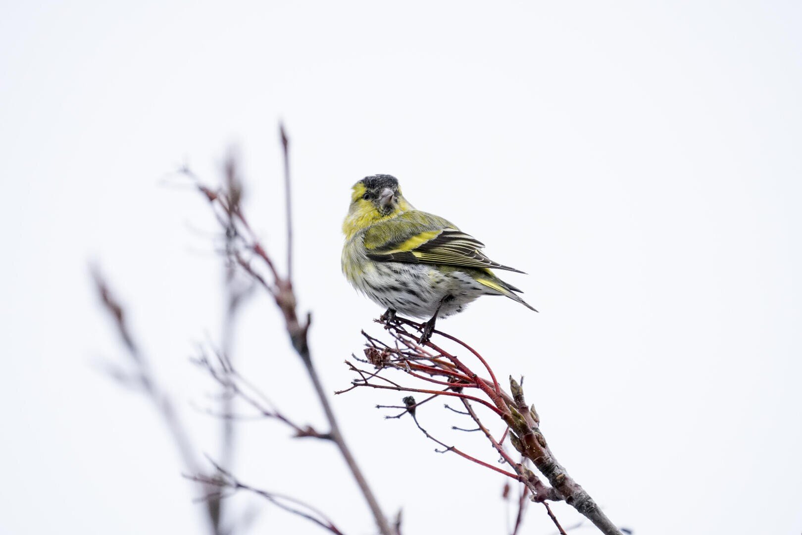 Ein kleiner gelb-schwarzer Vogel mit gestreiften Federn hockt auf der Spitze eines kahlen Astes vor einem weißen, bedeckten Himmel.