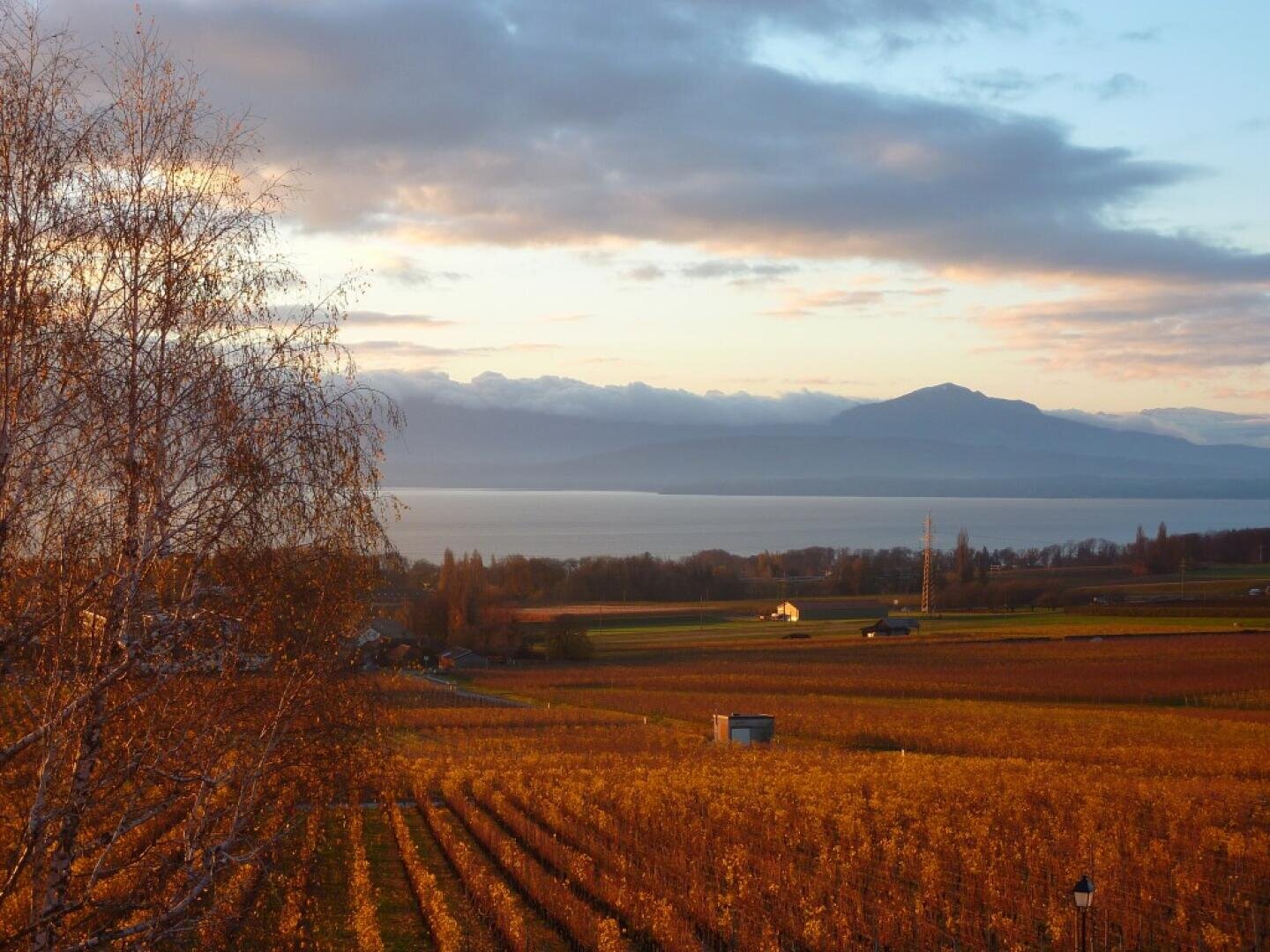 Sonnenuntergang über einem Weinberg mit goldenem Herbstlaub, einem blattlosen Baum im Vordergrund, einem ruhigen See in der mittleren Entfernung und Bergen unter einem teilweise bewölkten Himmel im Hintergrund.