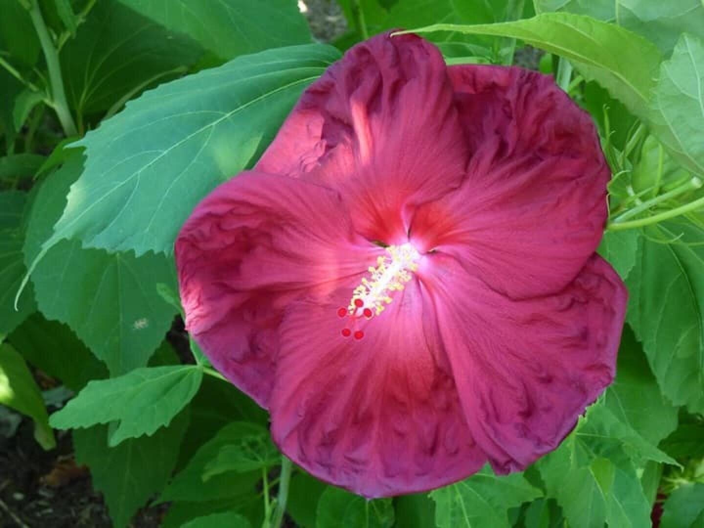 Nahaufnahme einer großen, leuchtend lila blühenden Hibiskusblüte, umgeben von üppigen grünen Blättern. In der Mitte der Blüte befinden sich auffällige gelbe Staubgefäße und tiefrote Markierungen.