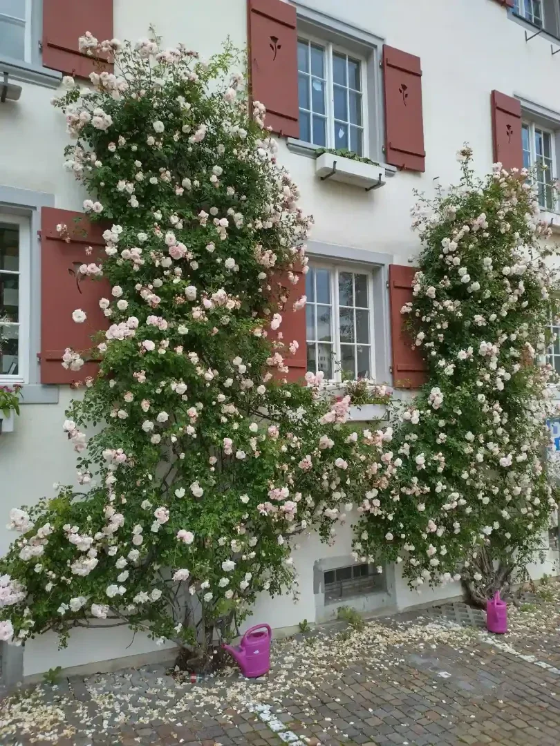 Two rose bushes with delicate pink flowers climb up the outside wall of a building with red shutters and white-framed windows. At the foot are pink watering cans; the petals are scattered on the cobblestones.