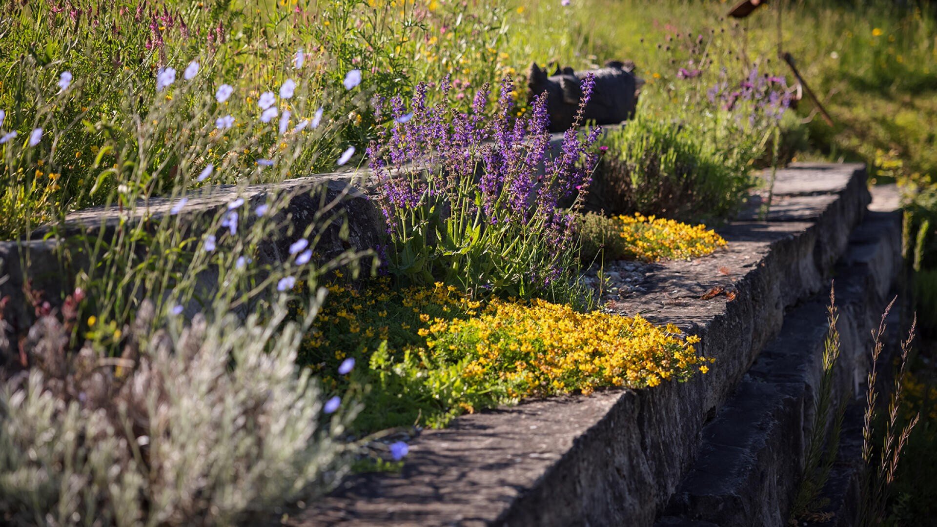 Wildblumen in Lila-, Gelb- und Blautönen wachsen in Hülle und Fülle auf und um die Steinstufen einer sonnenbeschienenen Wiese. Einige Grünpflanzen und Gräser füllen die Lücken zwischen den Steinen.