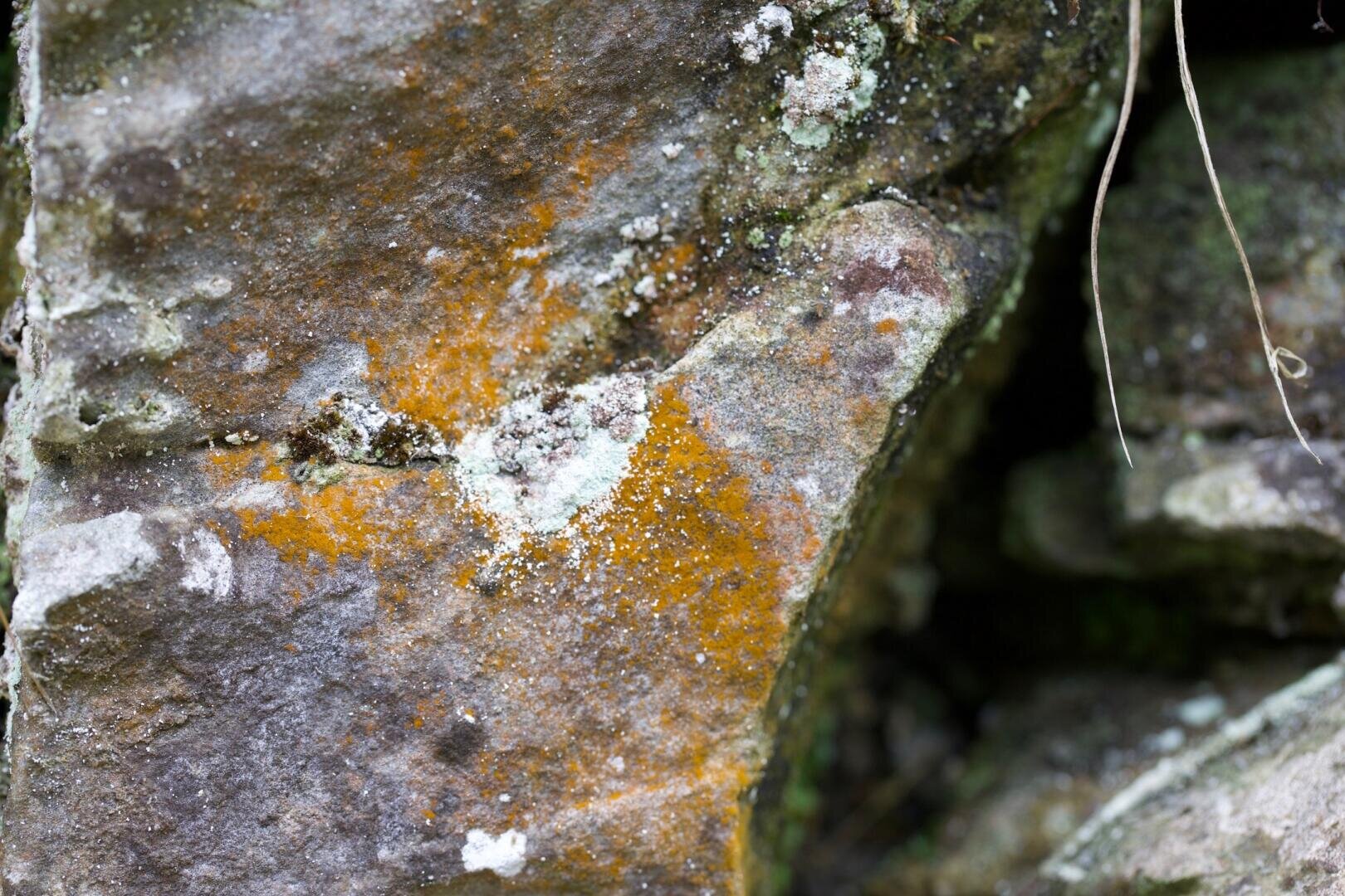 Nahaufnahme einer rauen Steinoberfläche mit Flecken von orangefarbenen und weißen Flechten und Moos, die darauf wachsen und natürliche Texturen und erdige Farben zeigen. In der oberen rechten Ecke sind dünne getrocknete Zweige zu sehen.