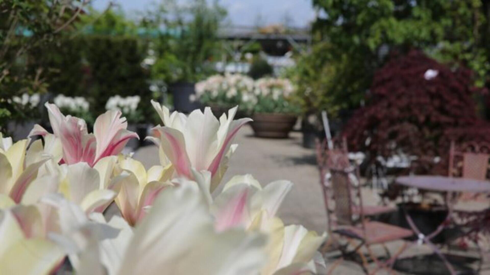 Creamy white lilies with pink edges bloom in the foreground, while a garden path, metal chairs, tables, and various green and red plants appear blurred in the background.